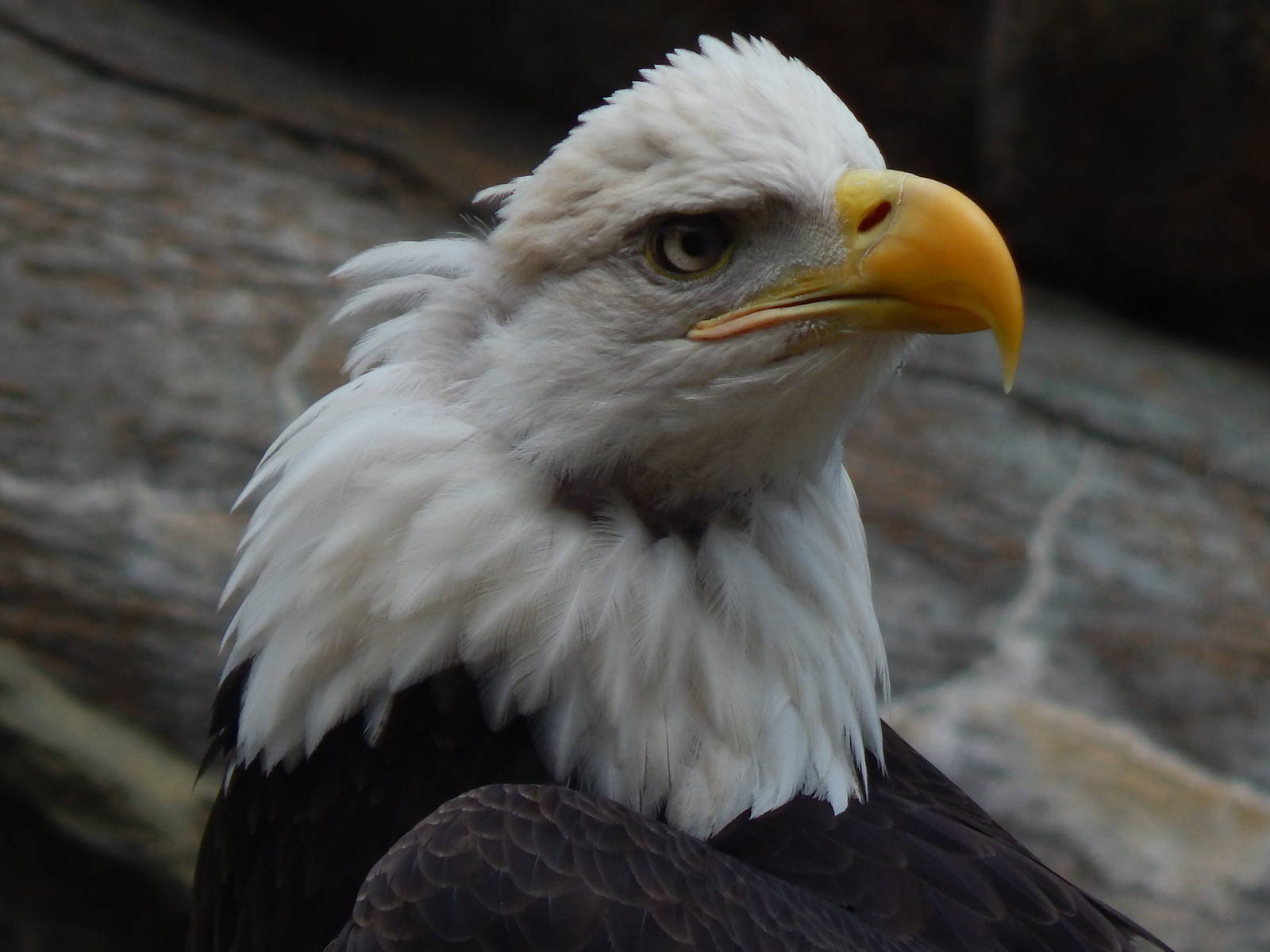 May. 2014 - Wings of Wonder Bird Show - Happy Memorial Day