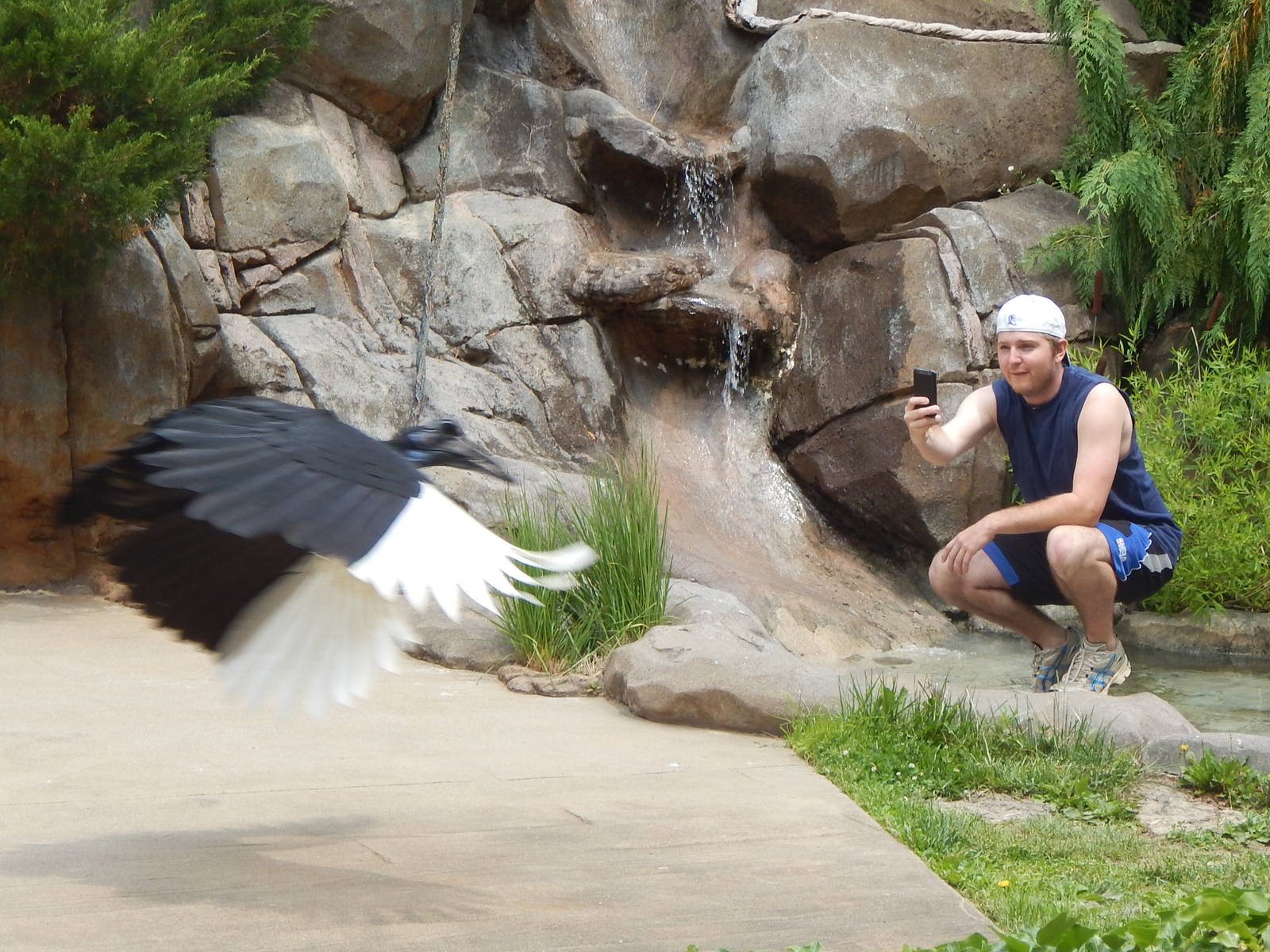 May. 2014 - Wings of Wonder Bird Show - Hornbill Collision About to Happen