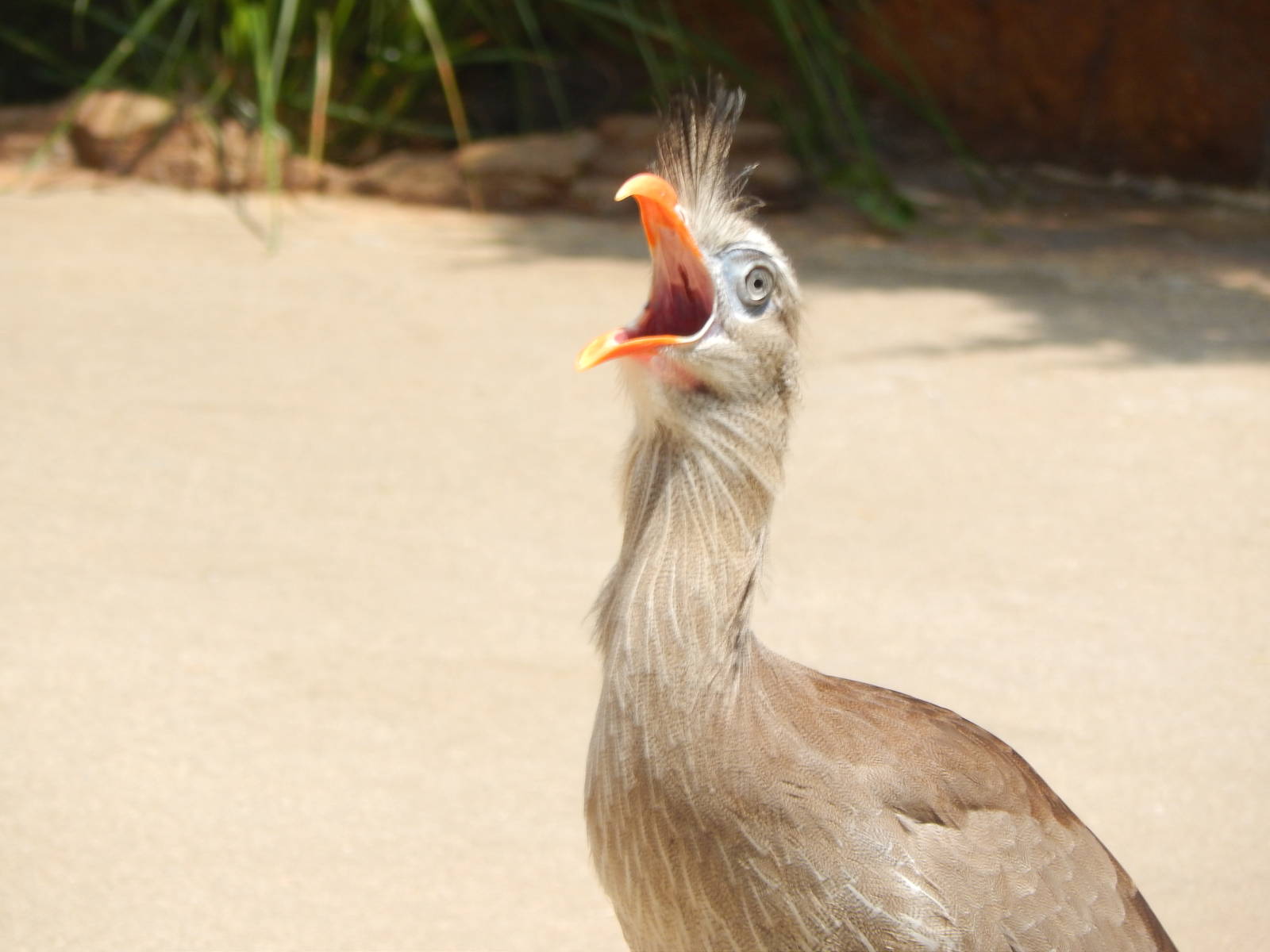 May. 2014 - Wings of Wonder - Red-legged Seriema