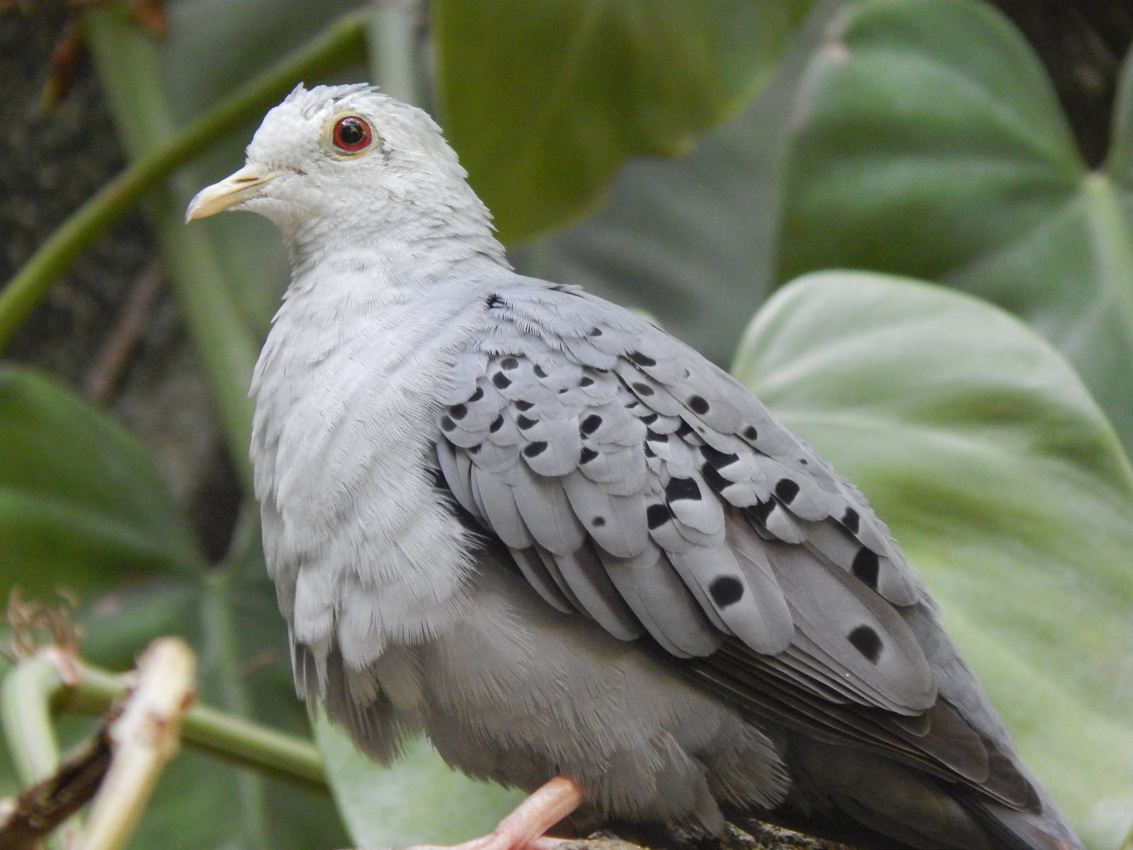 May. 2014 - World of the Insect - Blue Ground Dove