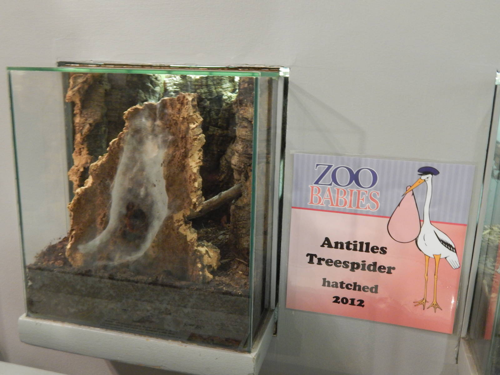 May. 2014 - World of the Insect - New Antilles Tree Spider Exhibit