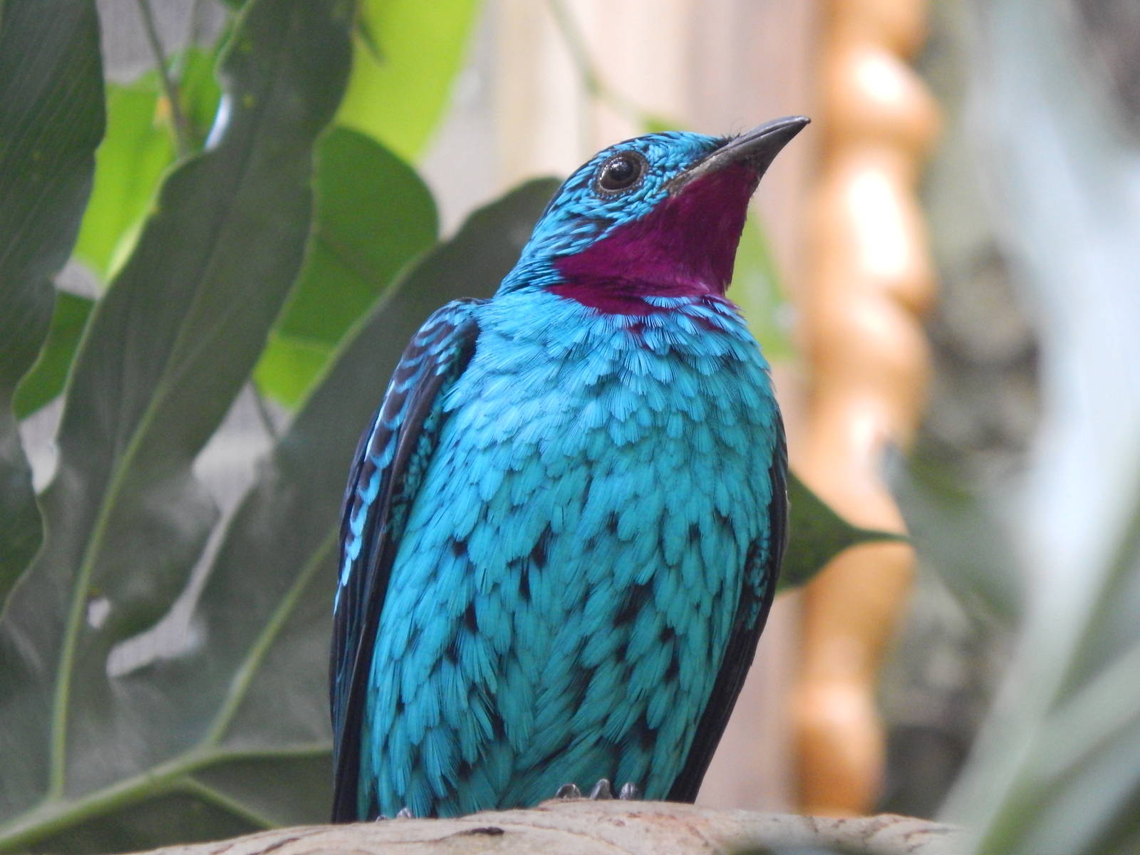 May. 2014 - World of the Insect - Spangled Cotinga