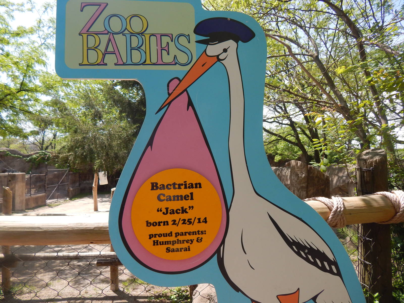 May. 2014 - Zoo Babies Sign for Bactrian Camel