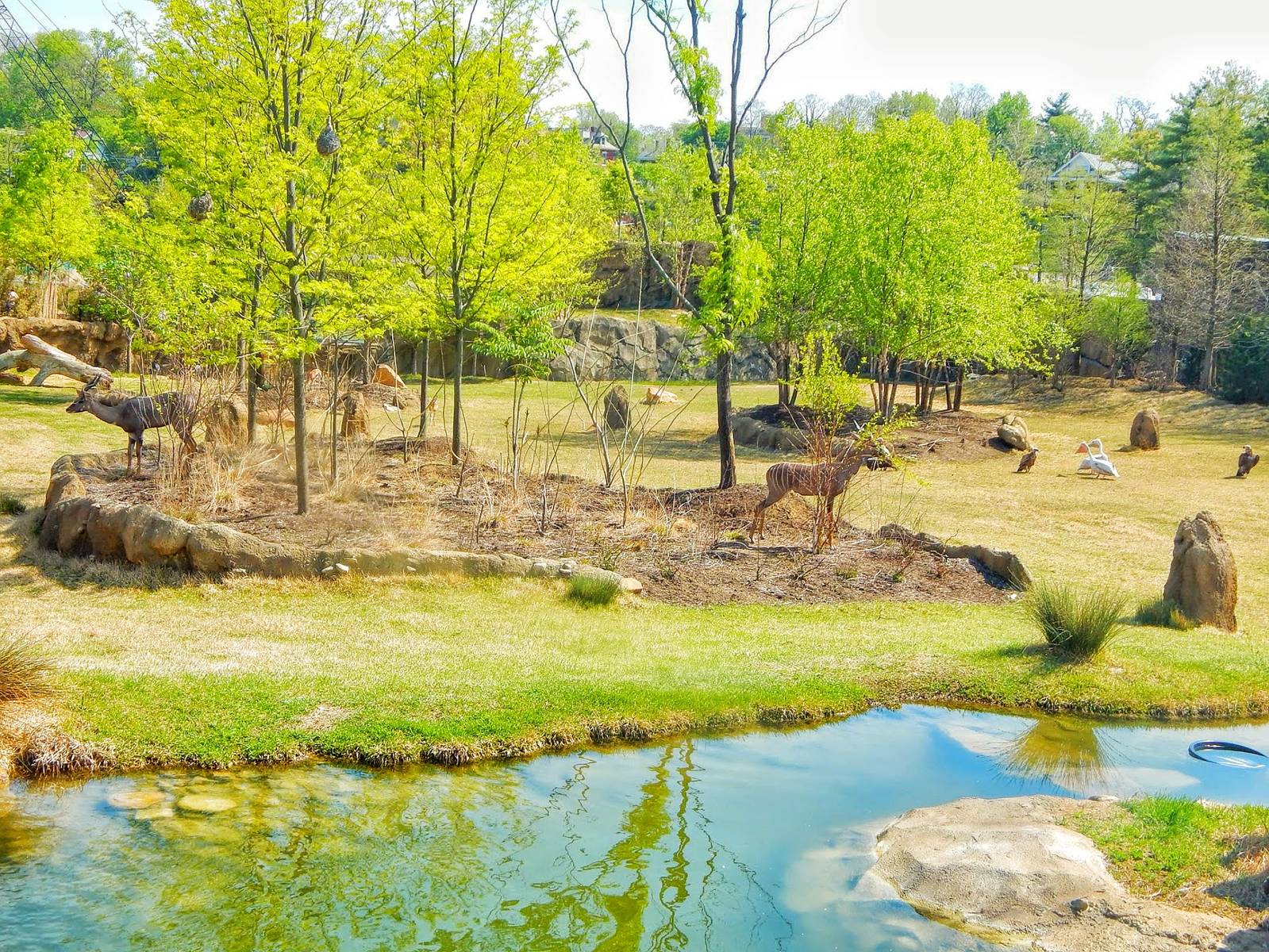 May. 2015 - Africa - 8 Species (10 Will Be in the Summer)