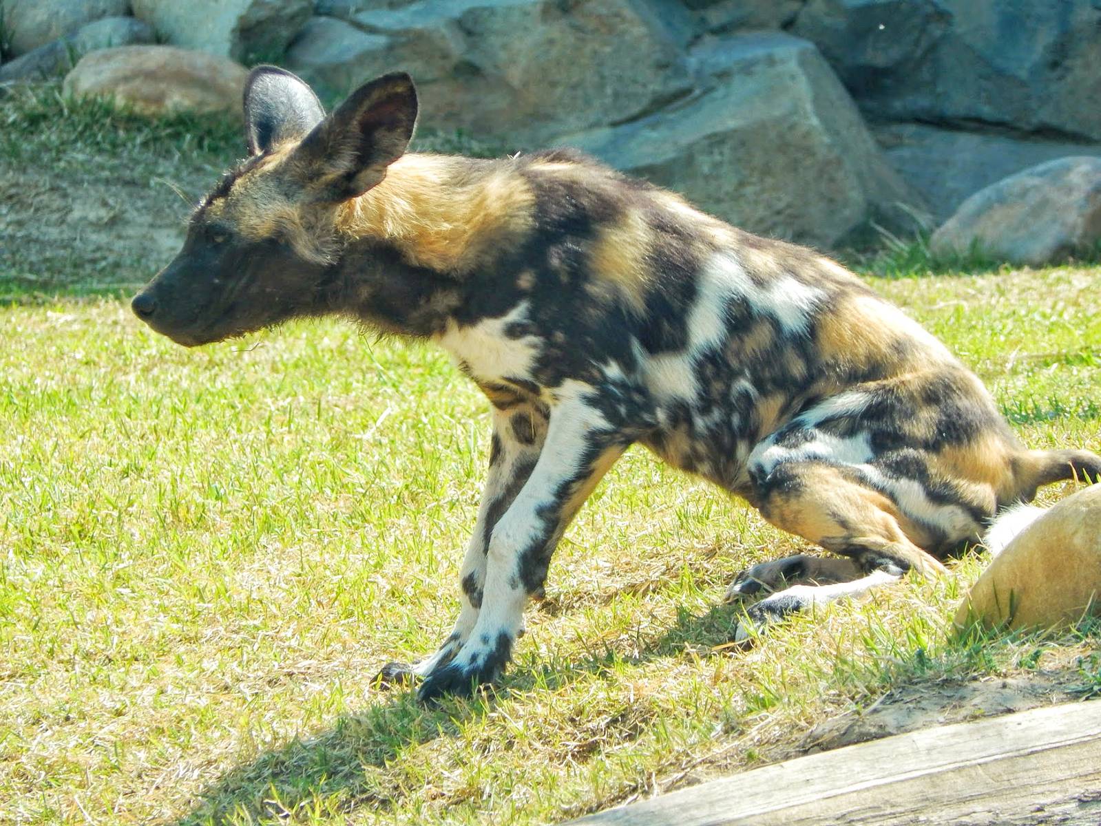 May. 2015 - Africa - African Painted Dog Pup