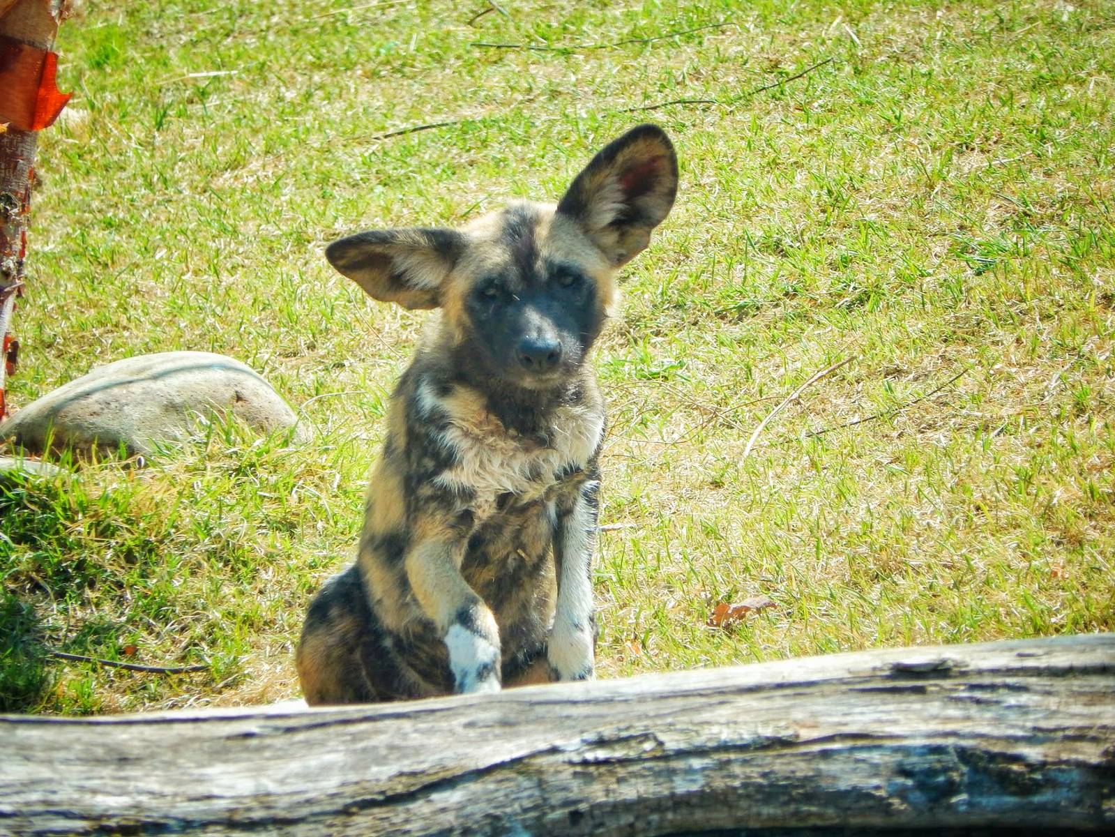May. 2015 - Africa - African Painted Dog Pup