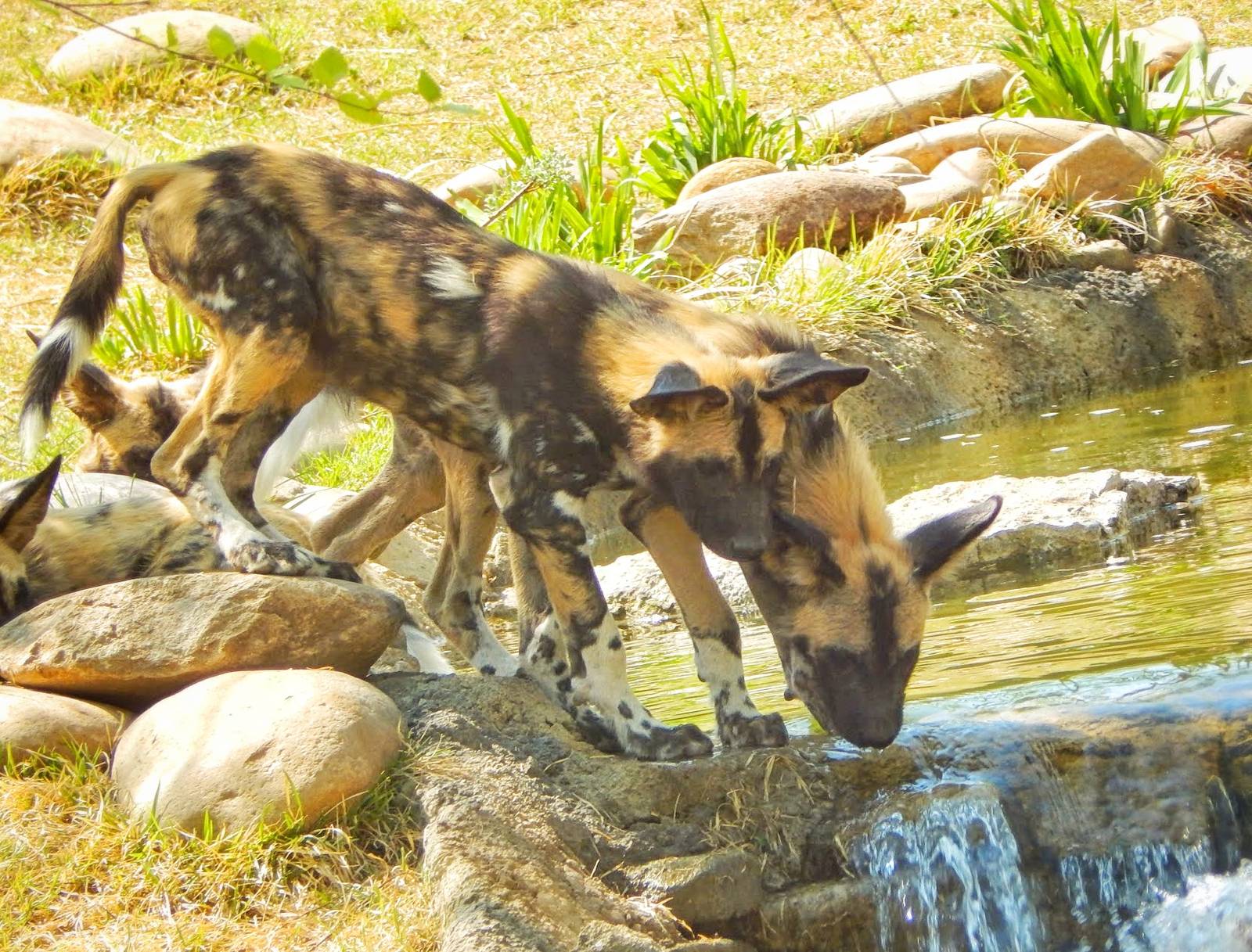 May. 2015 - Africa - African Painted Dog Pups