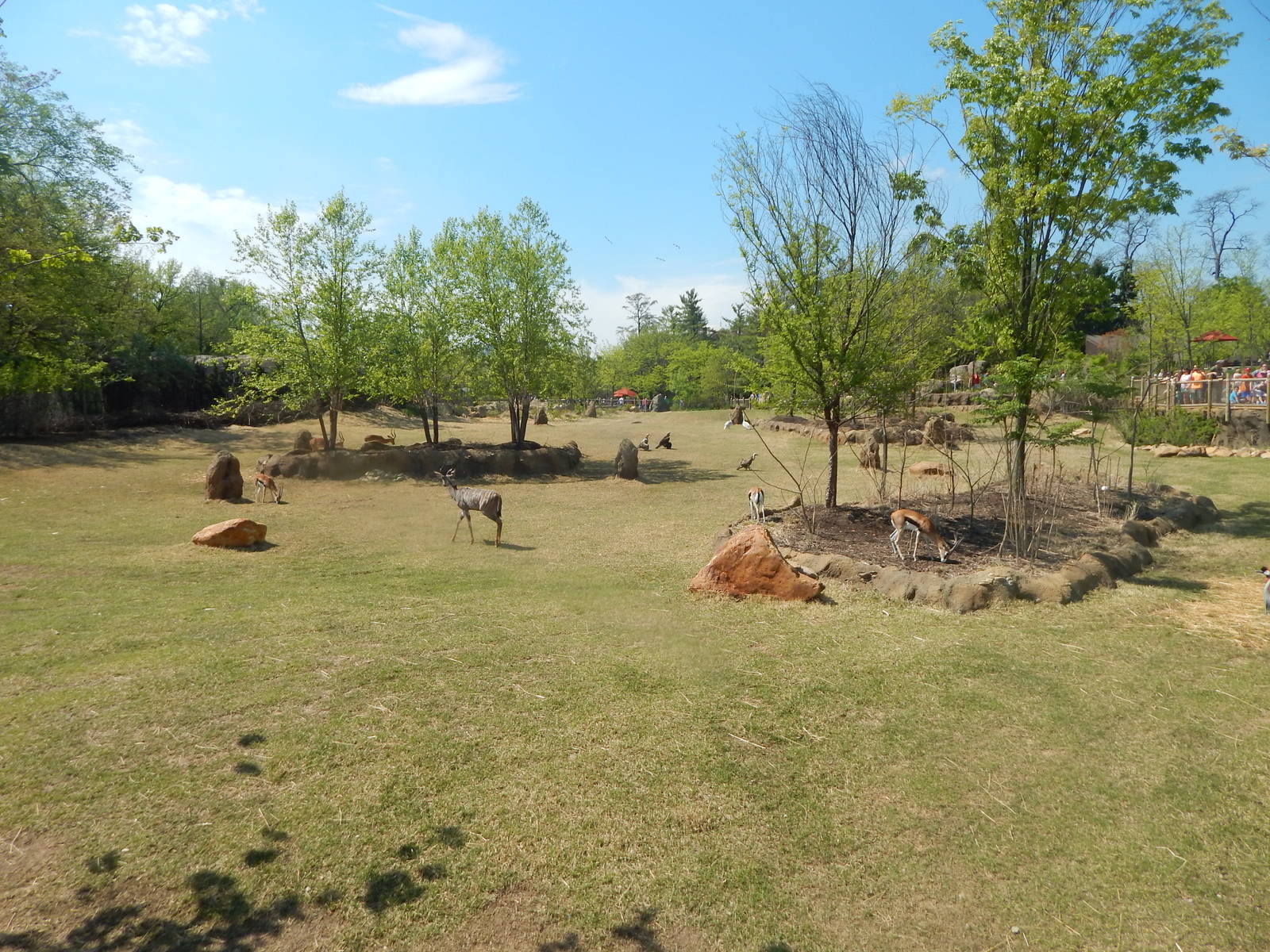 May. 2015 - Africa - African Plains Exhibit 8 Species (10 Will Be in the Su