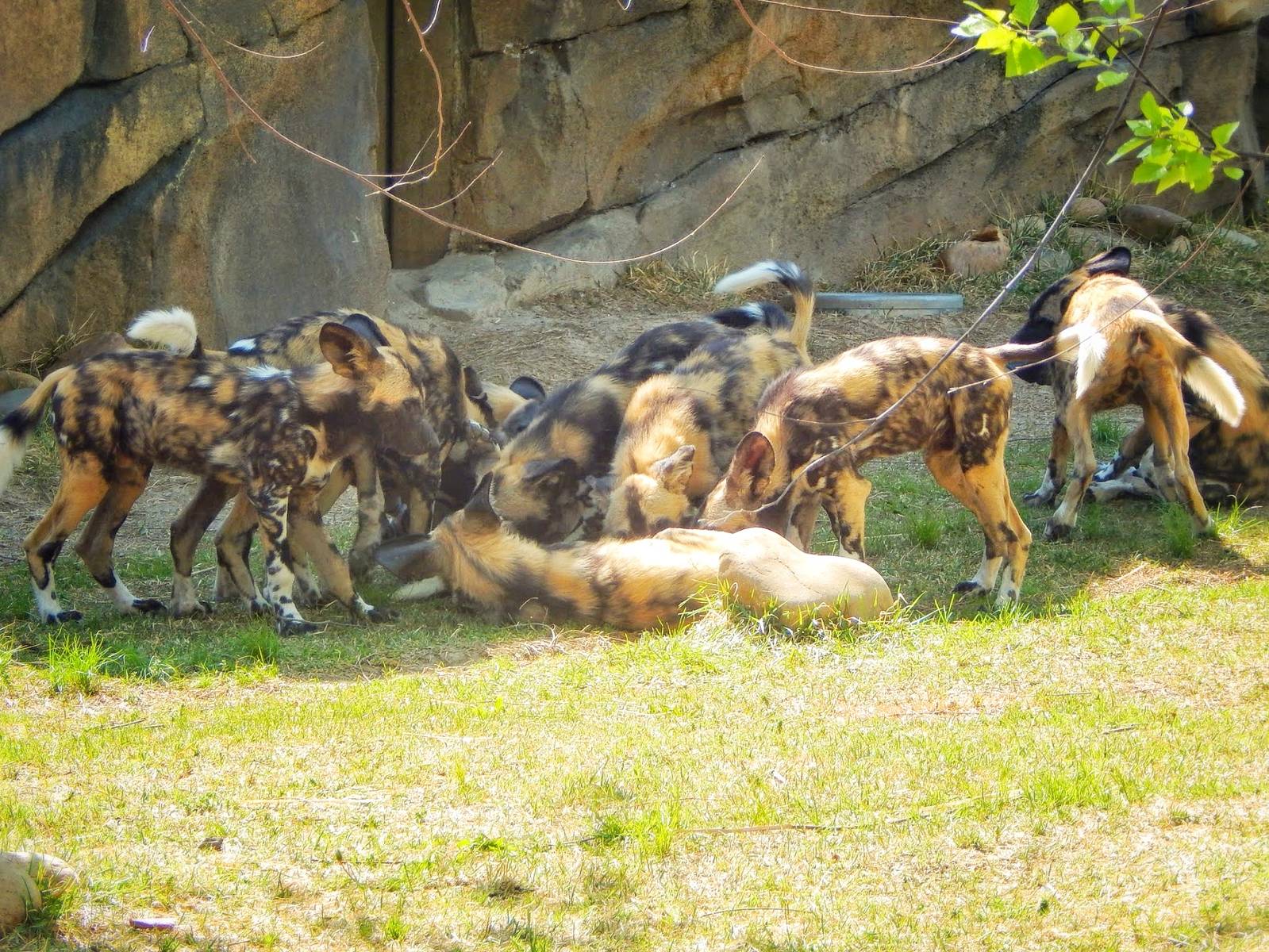 May. 2015 - Africa - Attacking Daddy