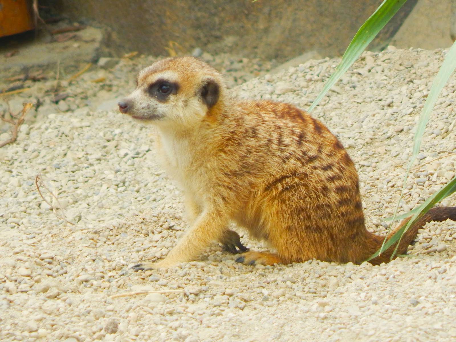 May. 2015 - Africa - Baby Meerkat (New Species 2015)
