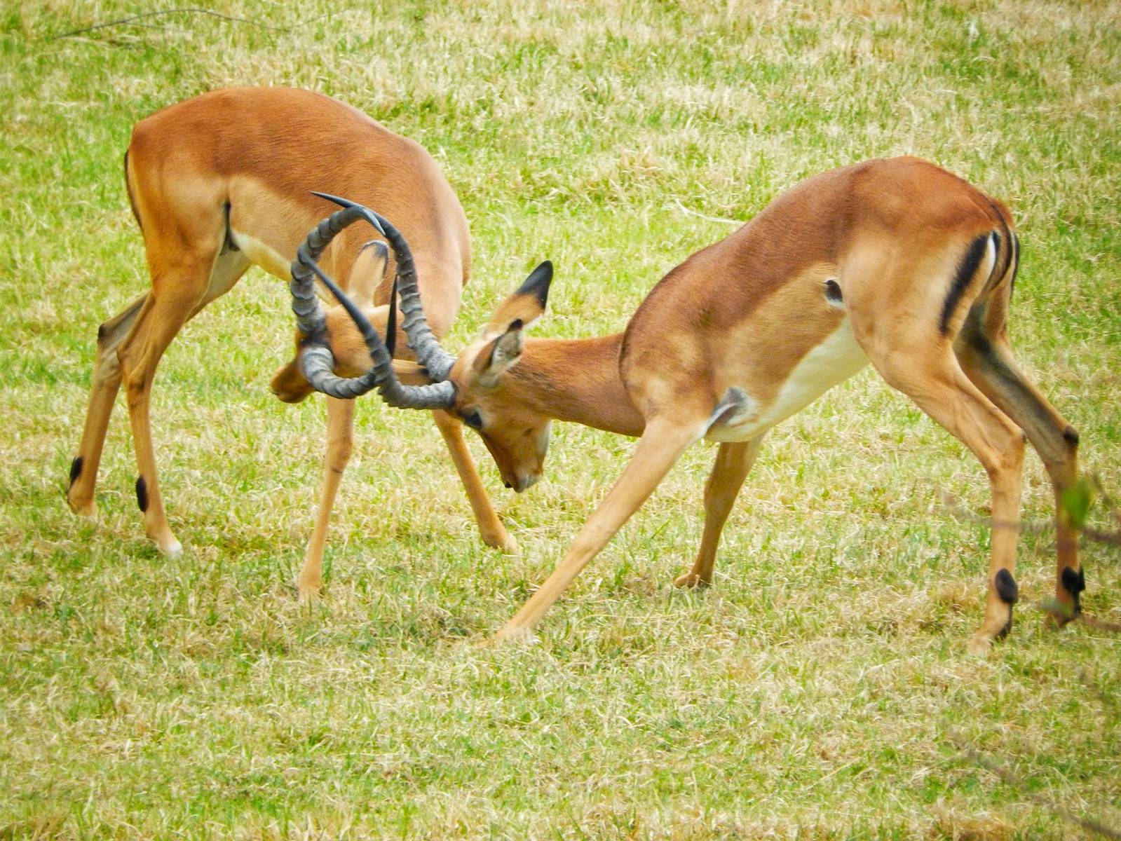 May. 2015 - Africa - Impala Rut