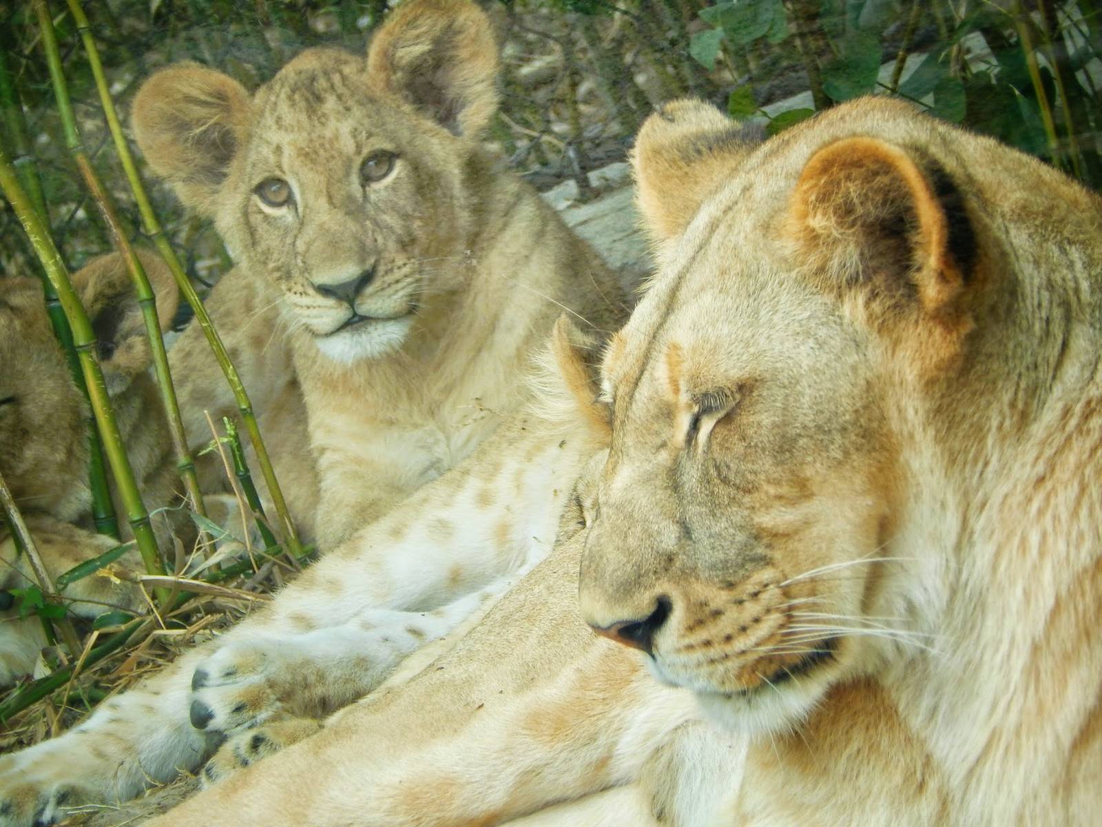 May. 2015 - Africa - Lioness Cub + Imani