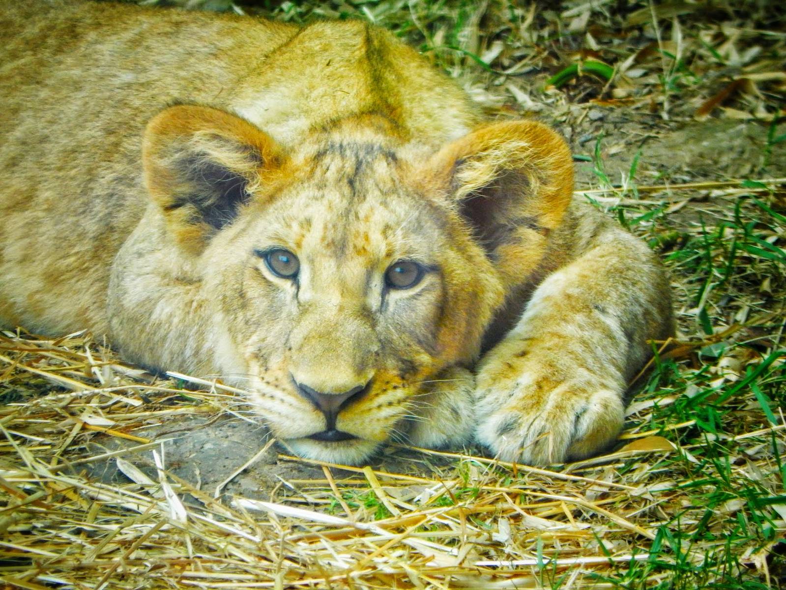 May. 2015 - Africa - Lioness Cub