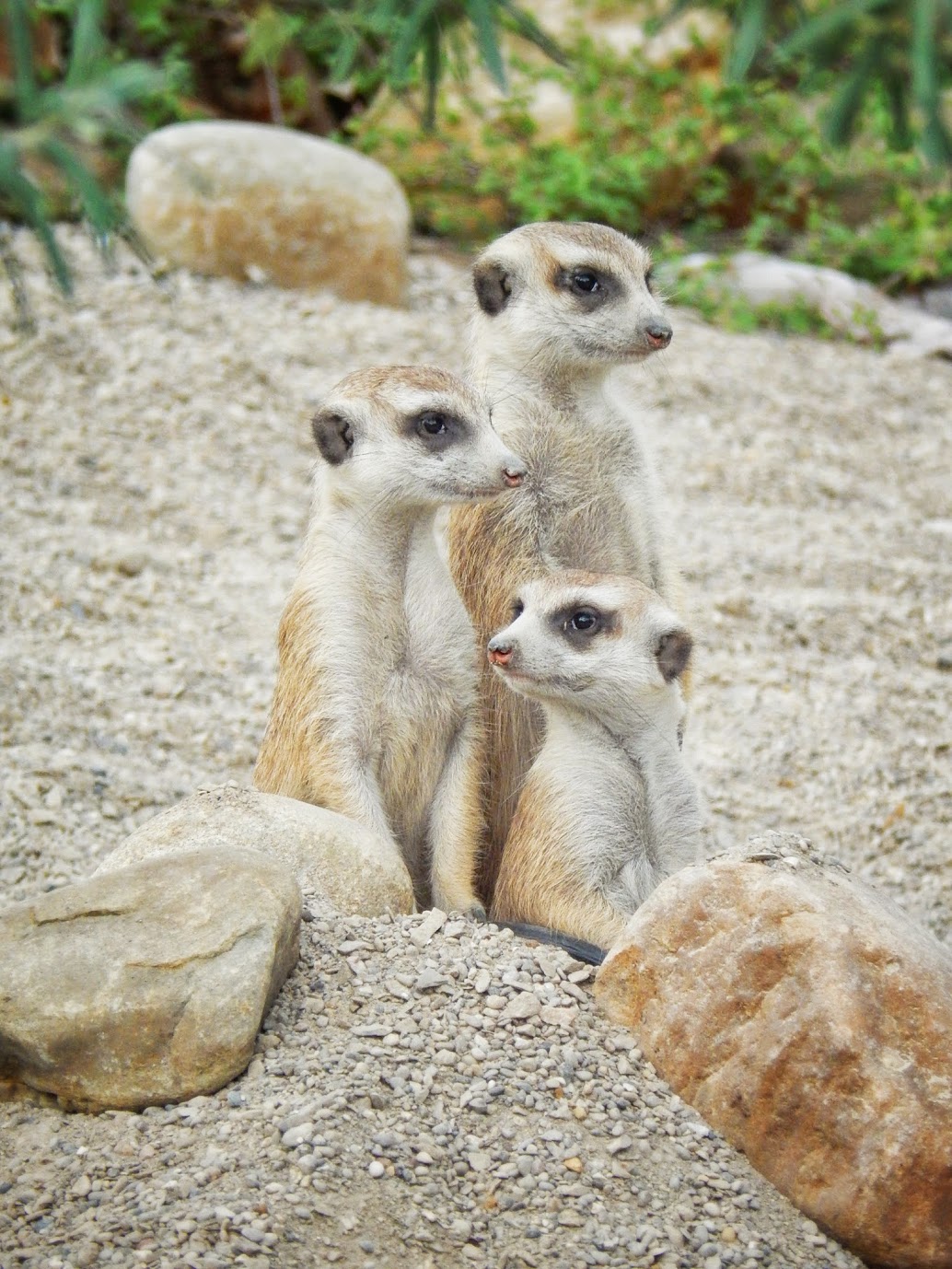 May. 2015 - Africa - Meerkat Family Portrait (New Species 2015)