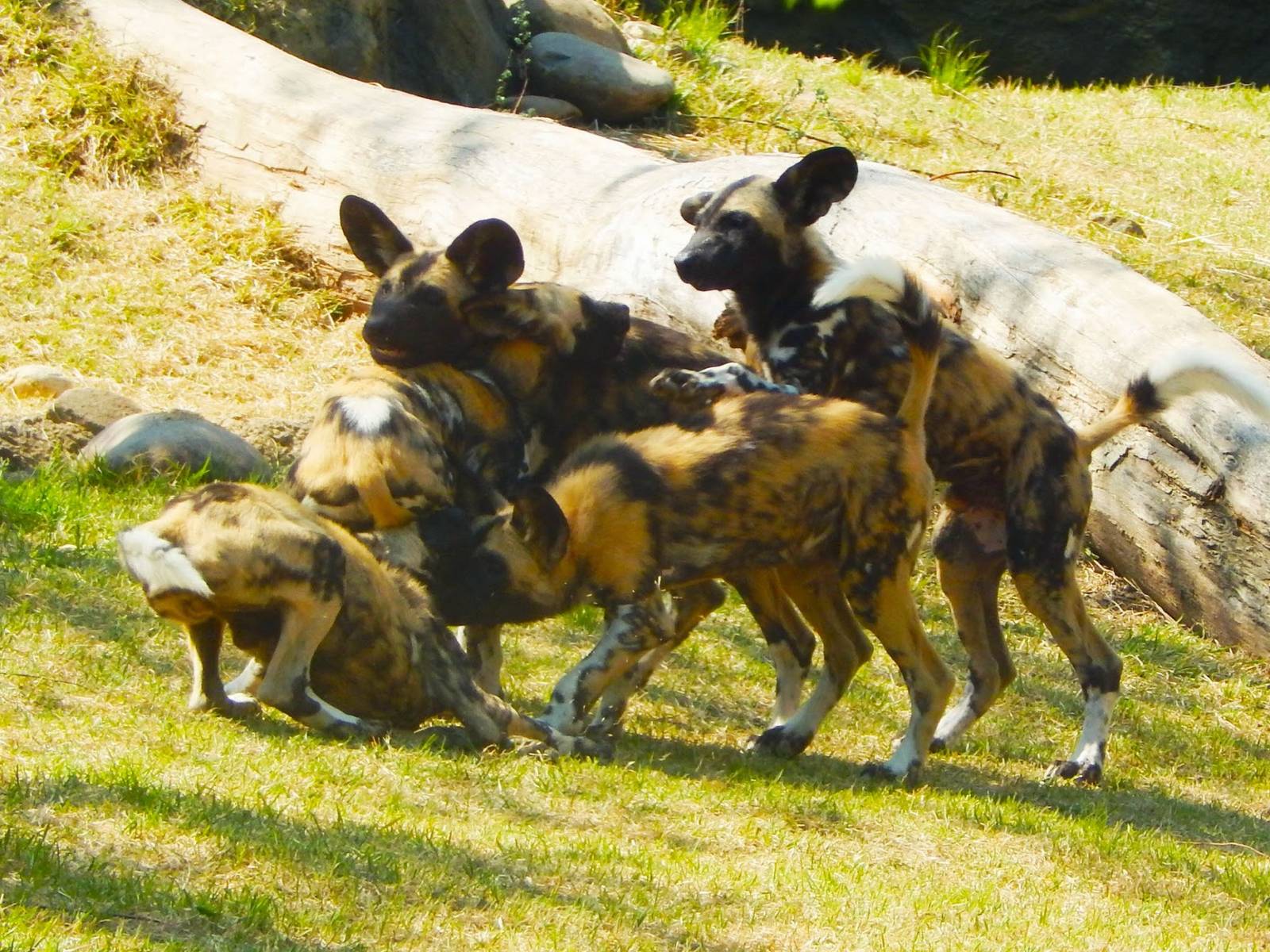 May. 2015 - Africa - Painted Dog Wrestle