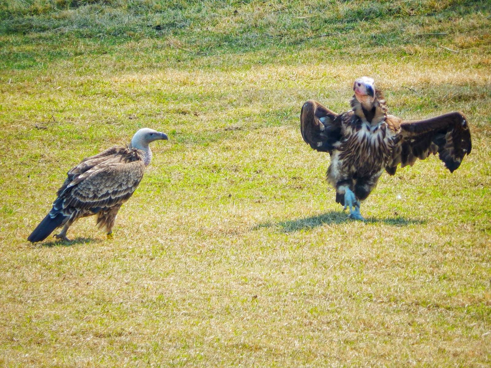 May. 2015 - Africa - Ruppell's Vulture + Lappet-faced Vulture