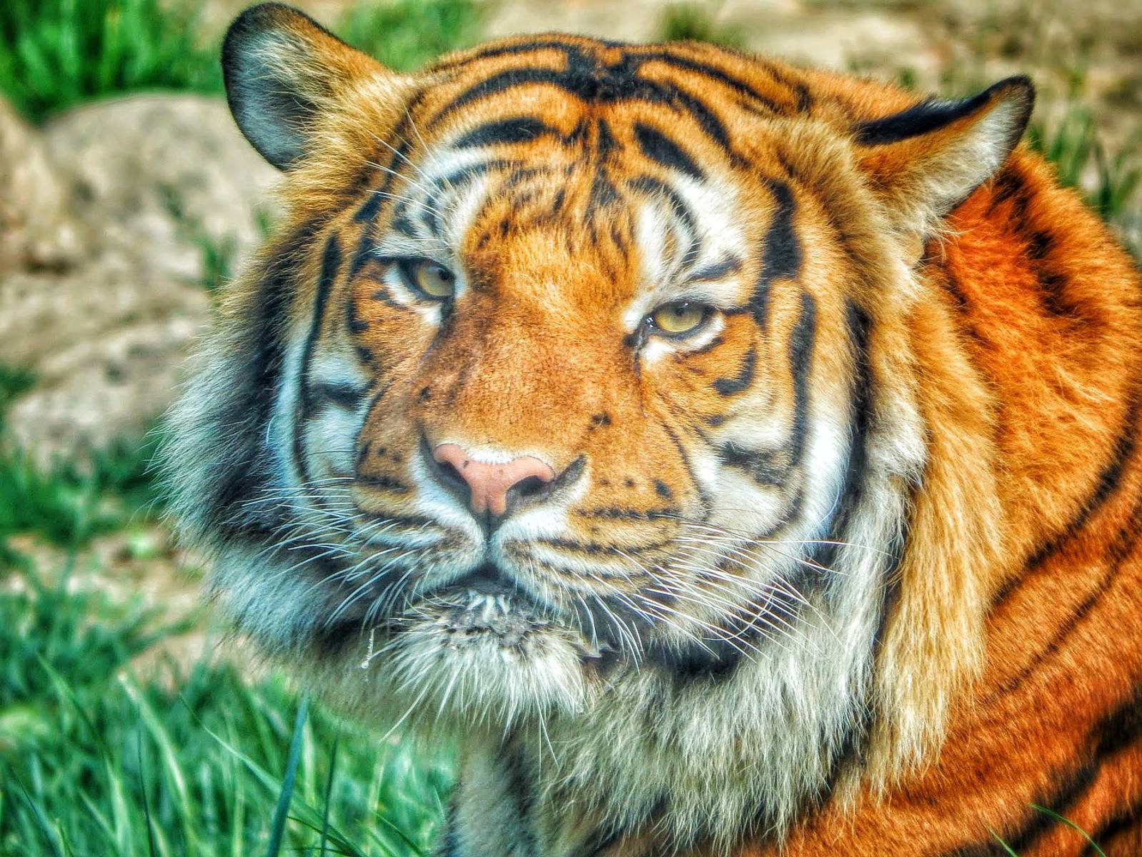 May. 2015 - Cat Canyon - Malayan Tiger