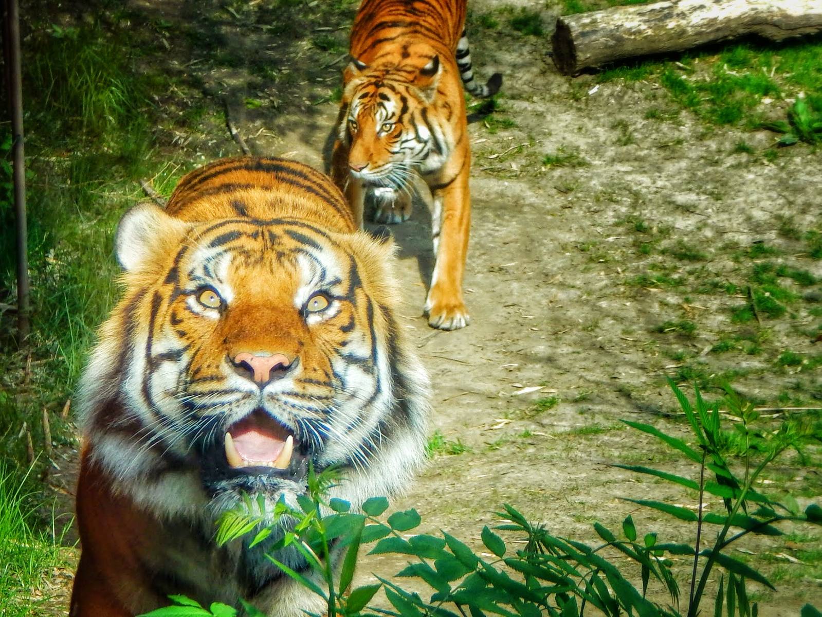 May. 2015 - Cat Canyon - Taj + Who Dey