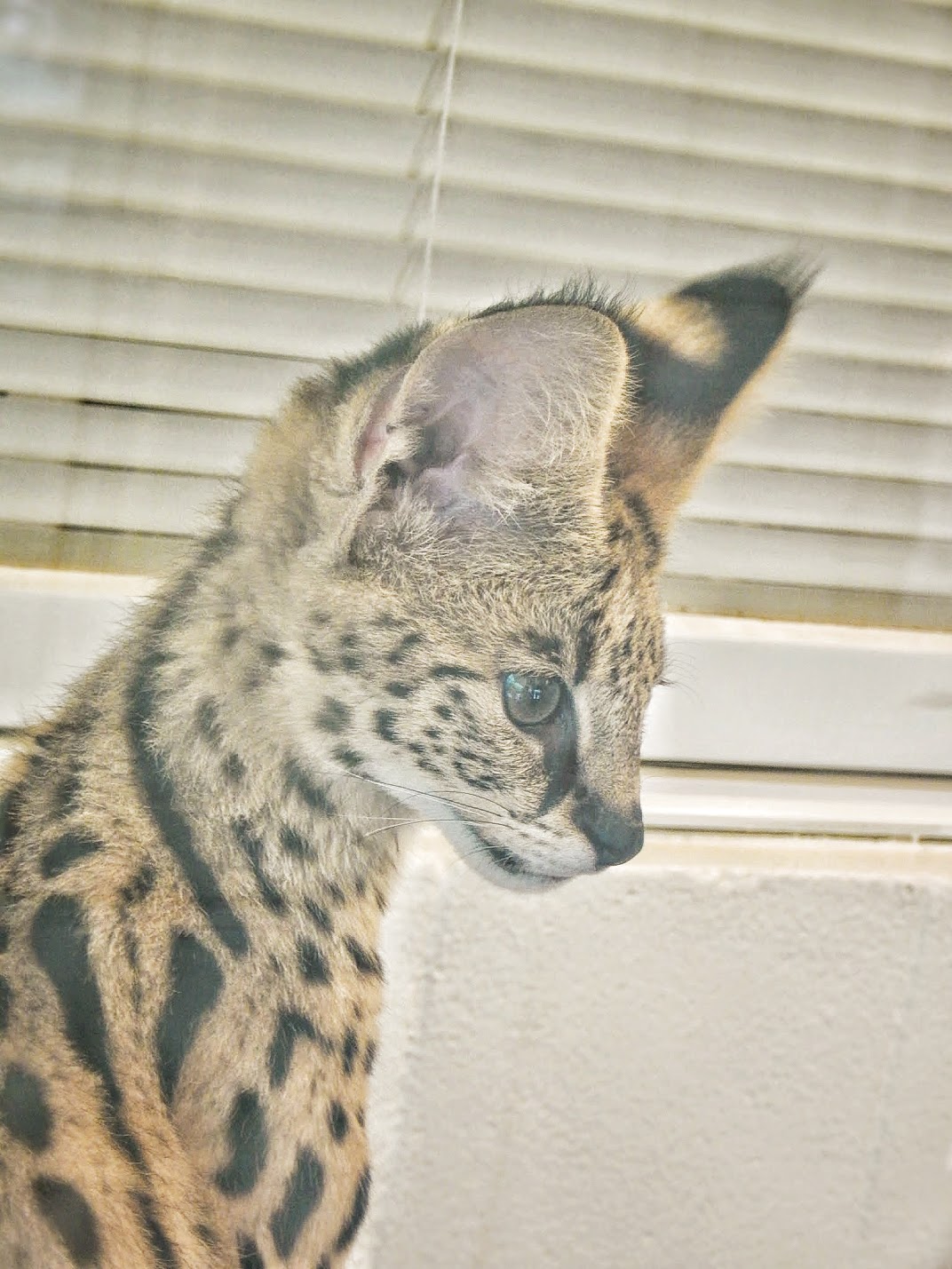 May. 2015 - Children's Zoo - Zeke - Baby Serval