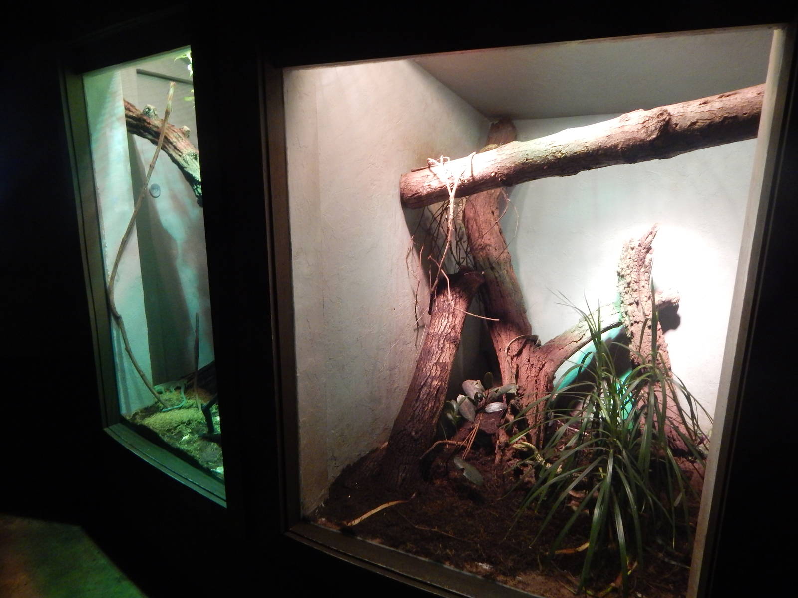 May. 2015 - Dragons! - Green Tree Monitor + Quince Monitor Exhibit