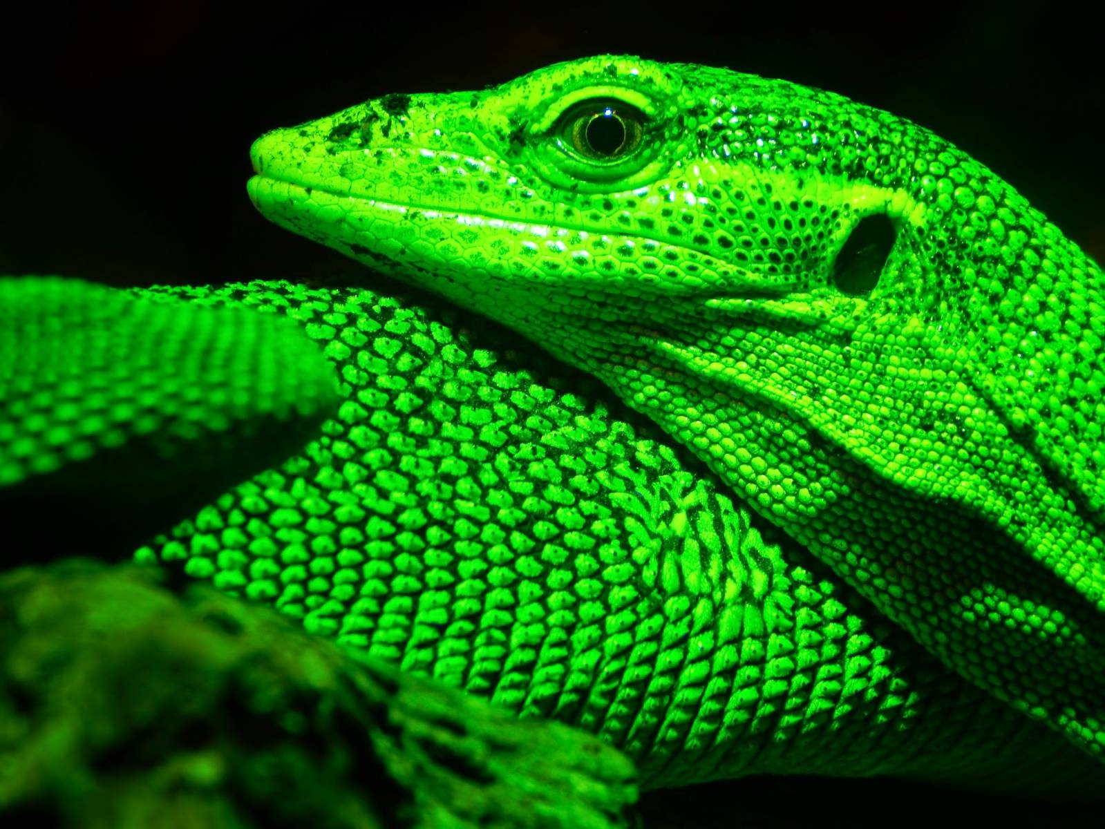 May. 2015 - Dragons! - Green Tree Monitor