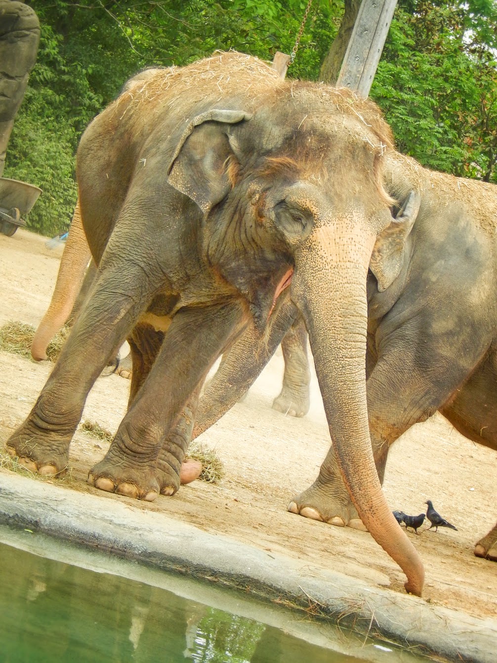 May. 2015 - Elephant Reserve - Jati - Sumatran Elephant