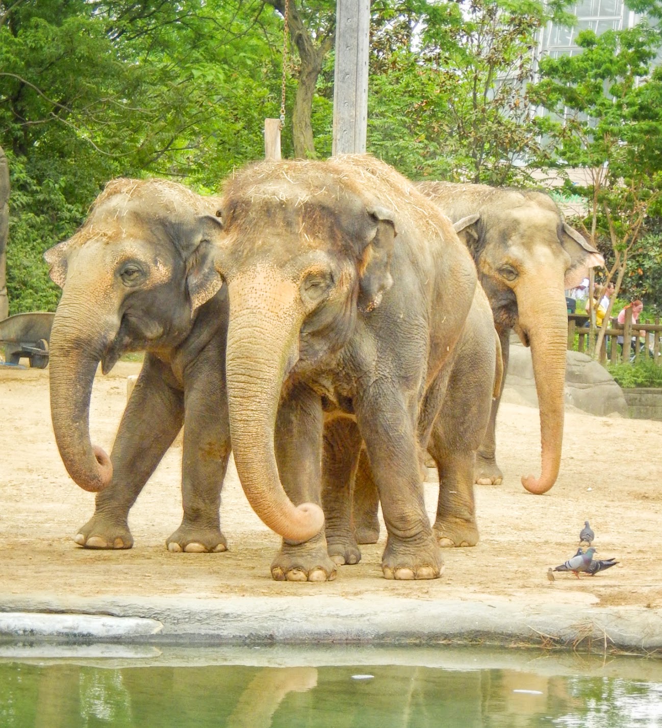 May. 2015 - Elephant Reserve - The Big Three