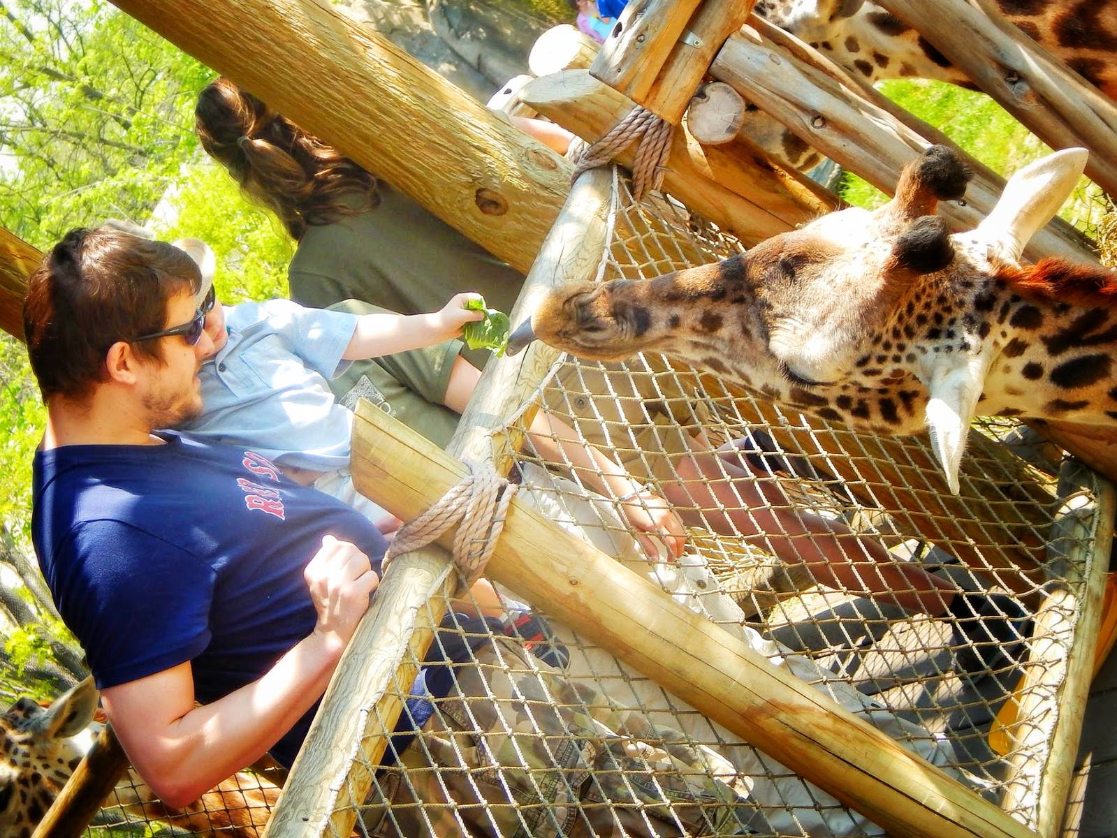 May. 2015 - Giraffe Ridge - Masai Giraffe Feeding