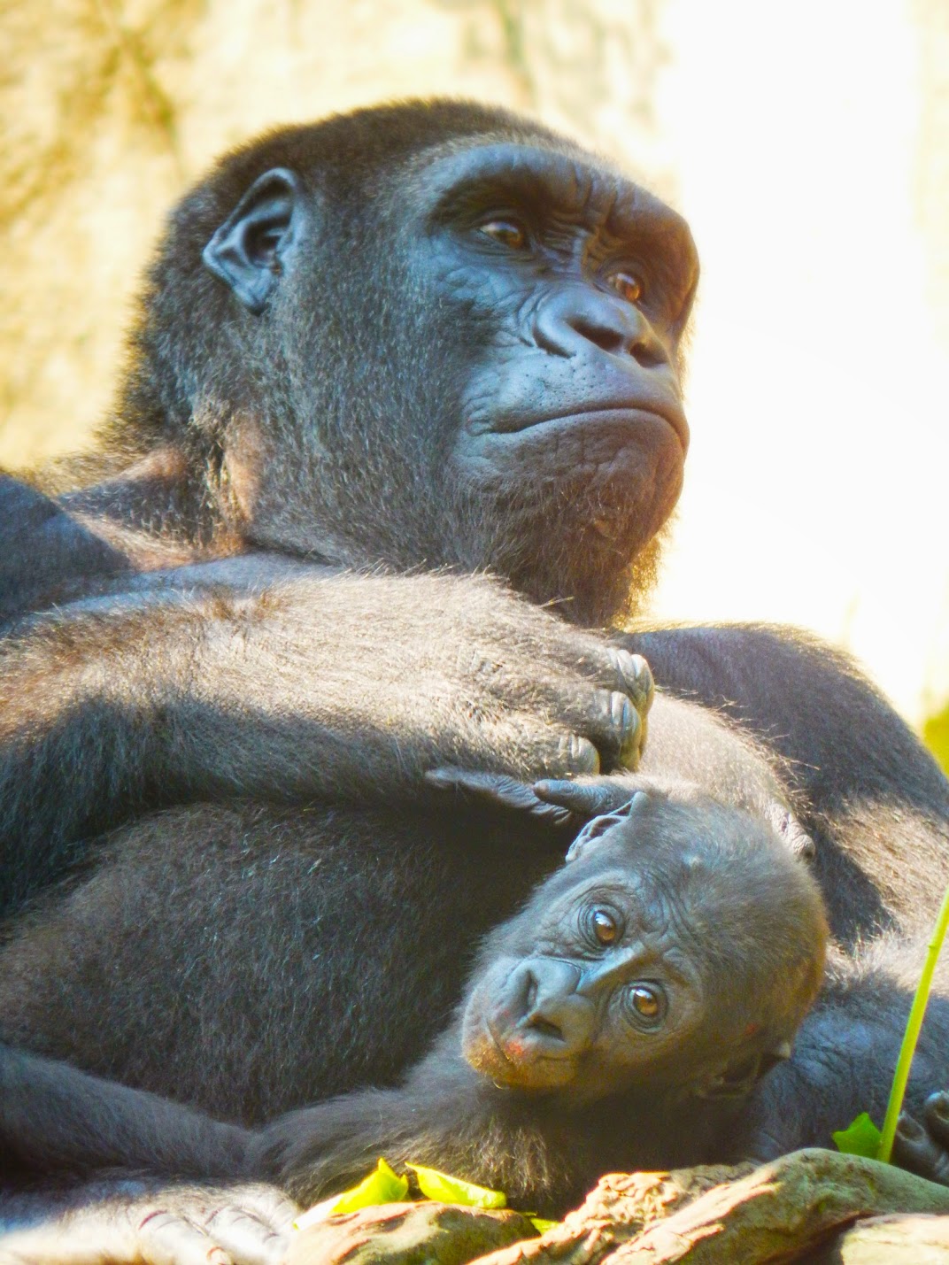 May. 2015 - Gorilla World - Asha + Baby Mondika