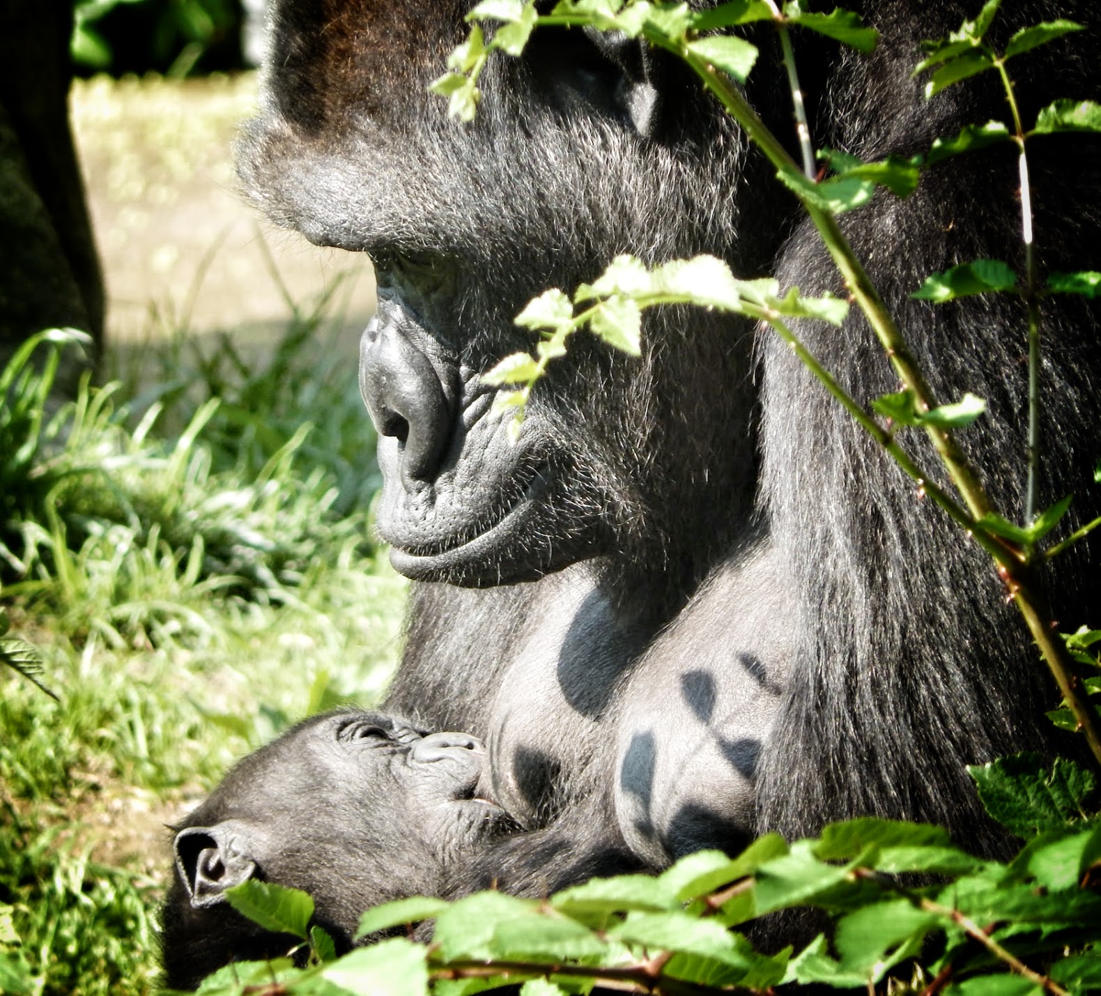 May. 2015 - Gorilla World - Asha + Baby Mondika