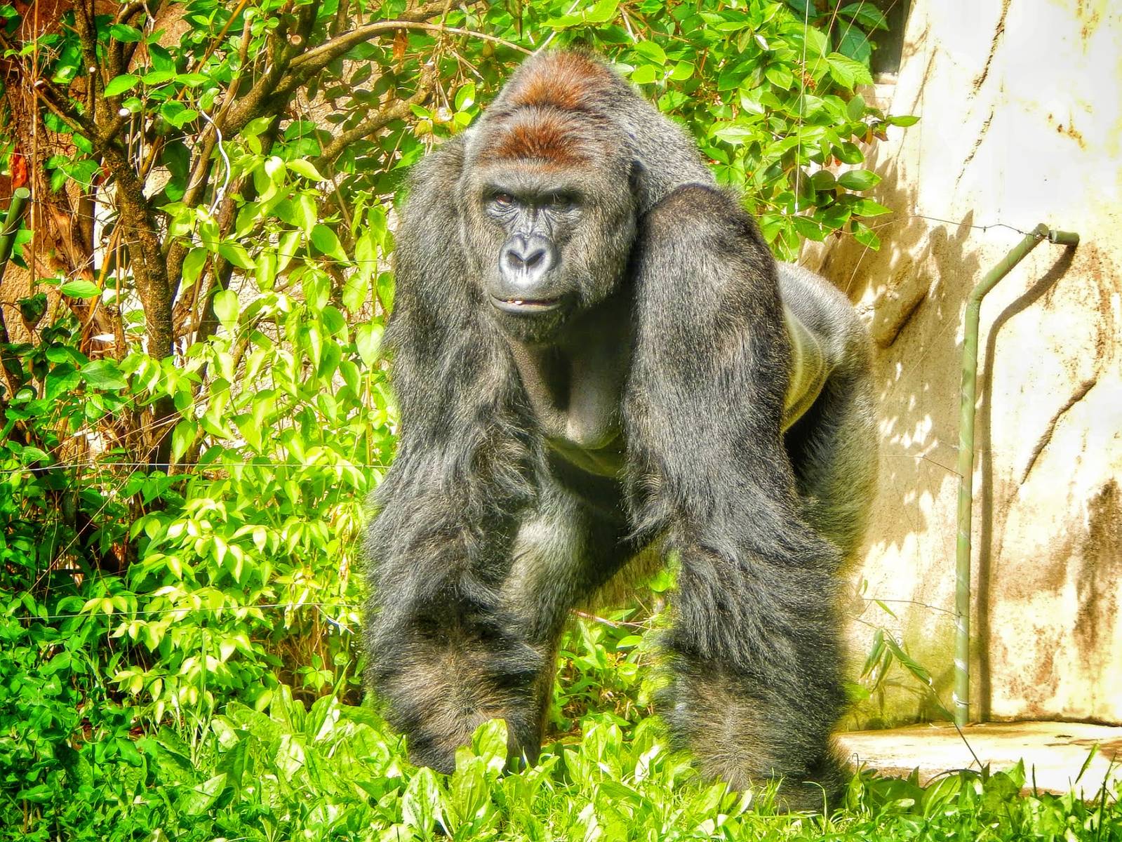 May. 2015 - Gorilla World - Harambe (New Silverback)