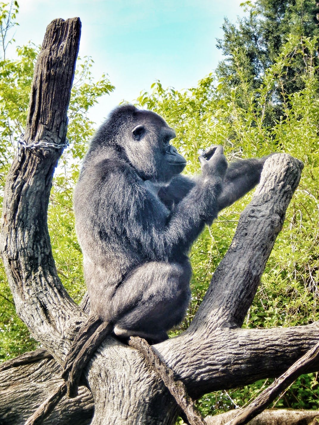 May. 2015 - Gorilla World - Mara