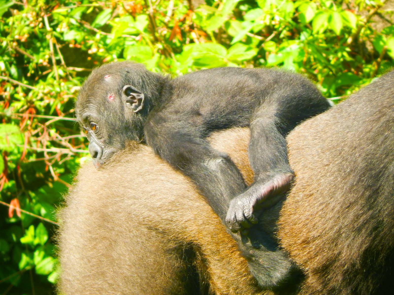 May. 2015 - Gorilla World - Mondika (Bleeding...)