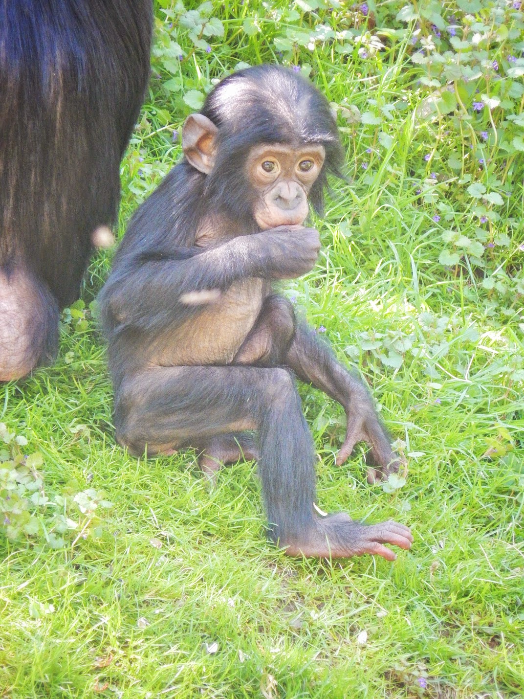 May. 2015 - Jungle Trails - Bolingo - Baby Bonobo