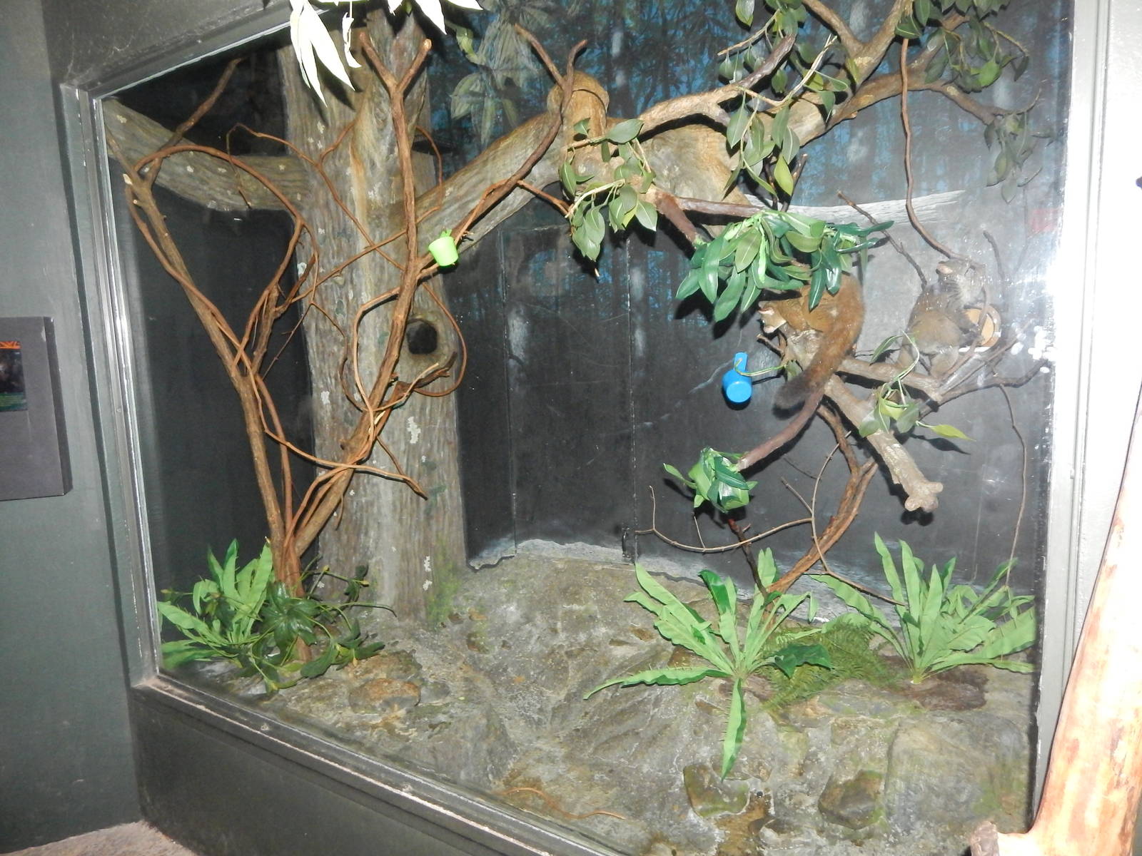 May. 2015 - Jungle Trails - Garnett's Galago Exhibit