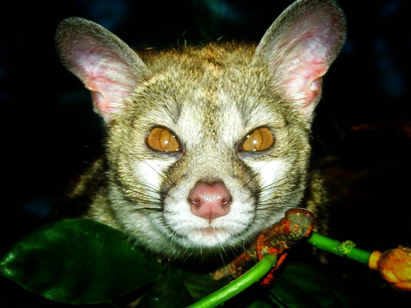 May. 2015 - Jungle Trails - Large-spotted Genet