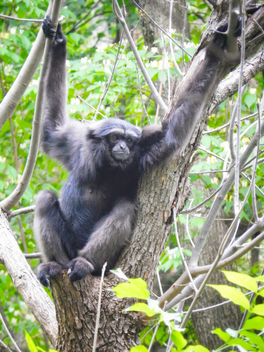 May. 2015 - Jungle Trails - Mueller's Gibbon
