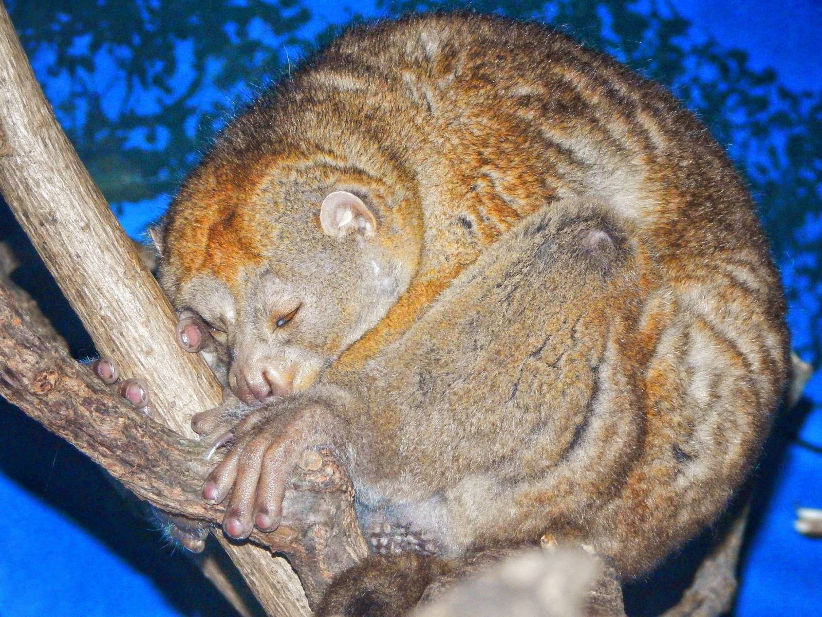 May. 2015 - Jungle Trails - Snoozing Potto