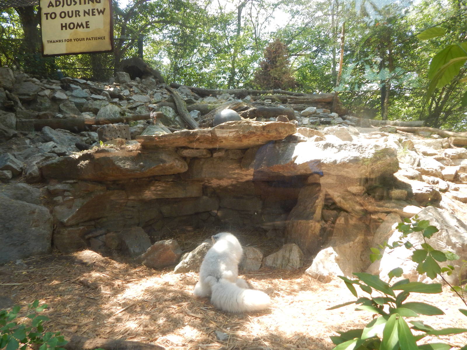 May. 2015 - Lords of the Arctic - Arctic Fox Exhibit