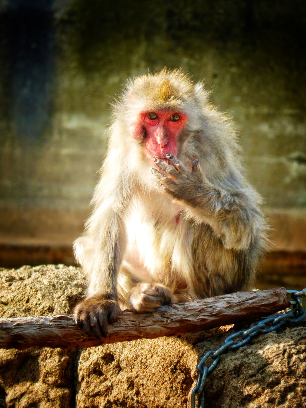 May. 2015 - Monkey Island - Japanese Macaque