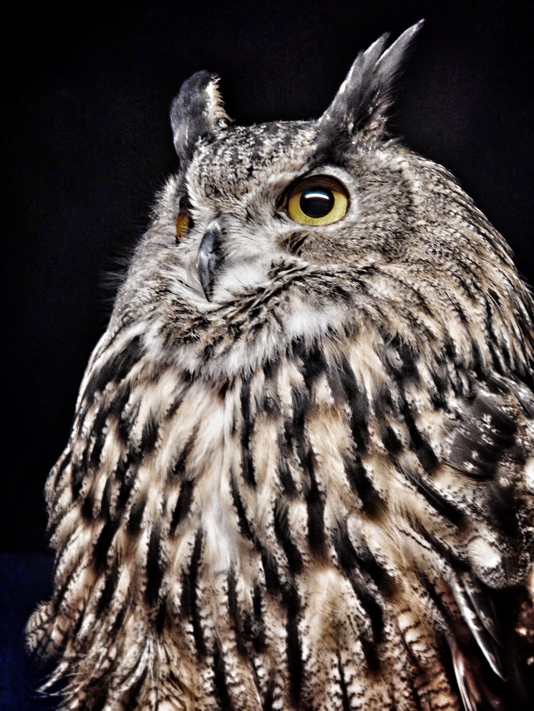 May. 2015 - Night Hunters - Eurasian Eagle Owl