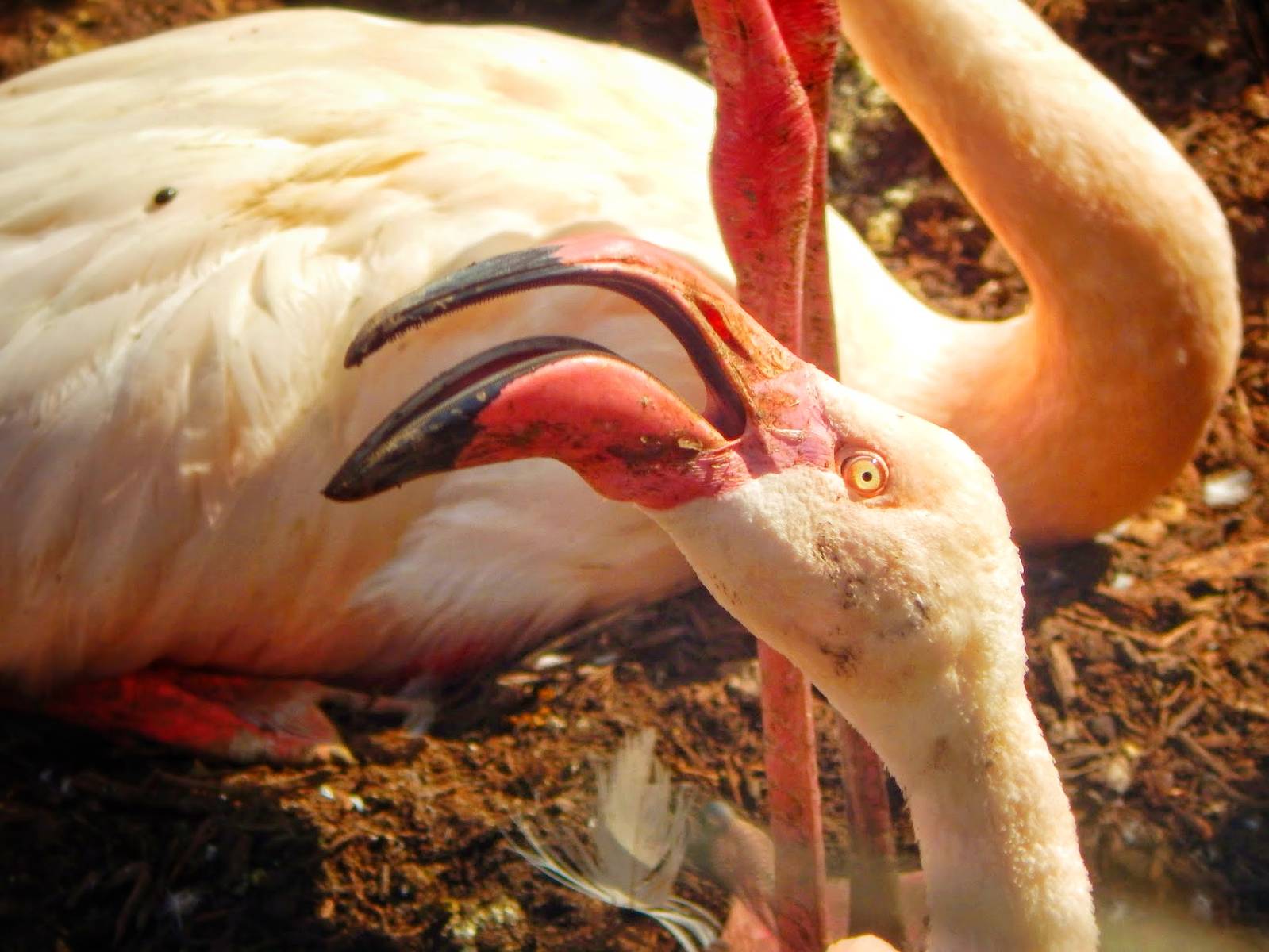 May. 2015 - Rhino Reserve - Greater Flamingo