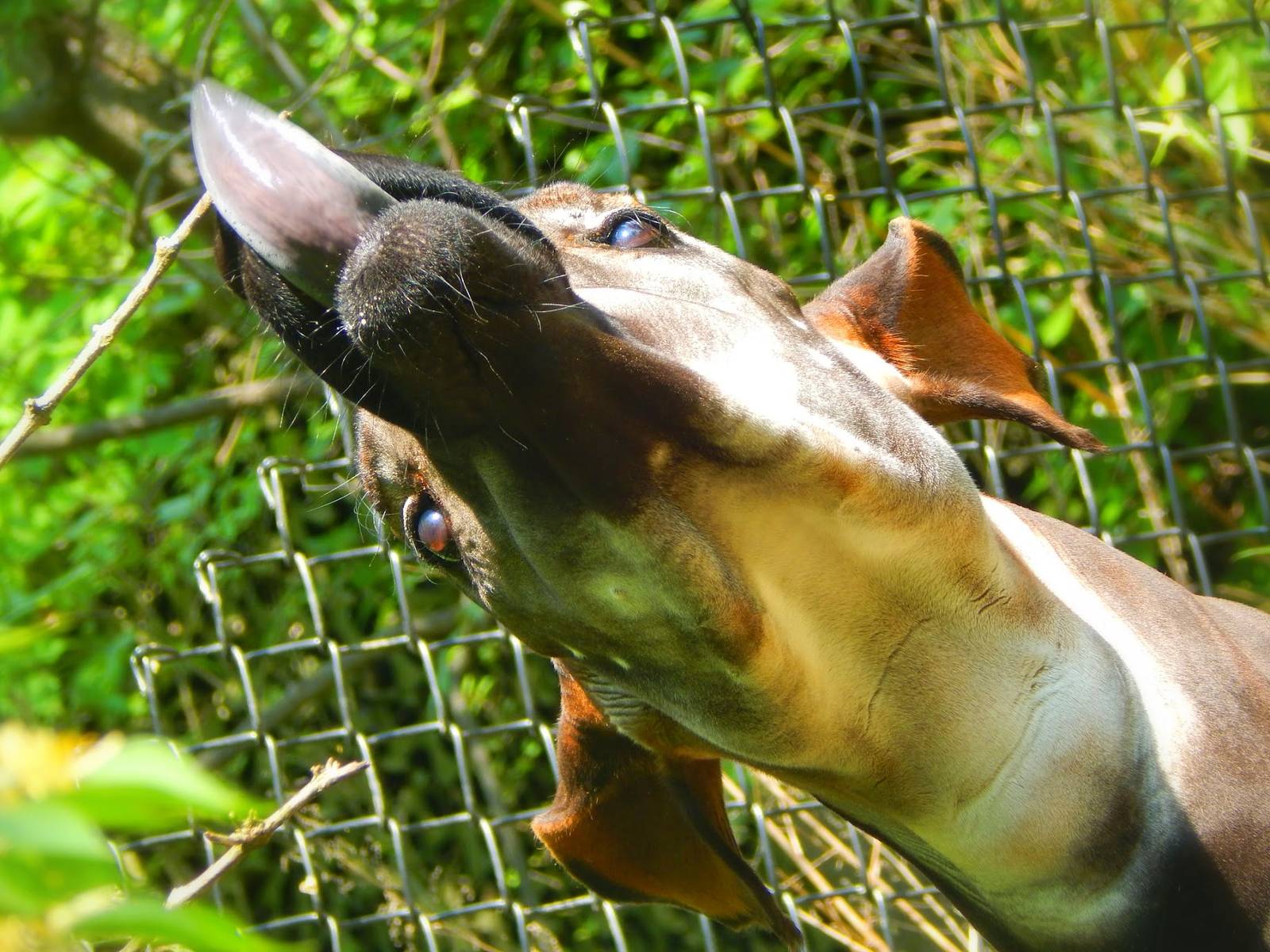 May. 2015 - Rhino Reserve - Kiloro