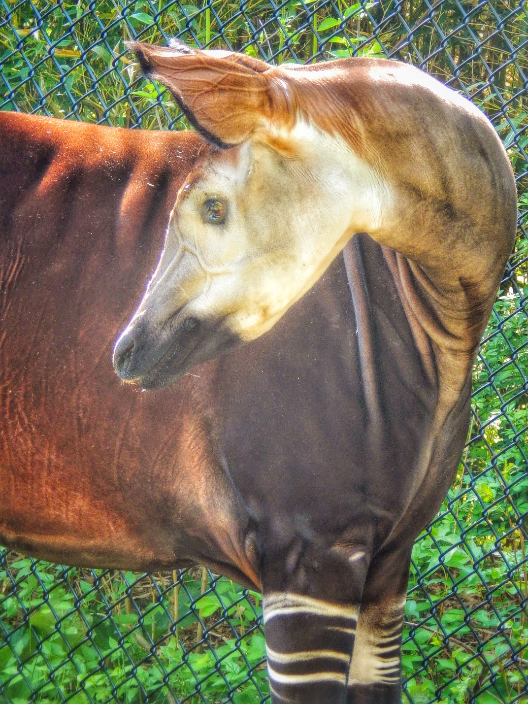 May. 2015 - Rhino Reserve - Kuvua