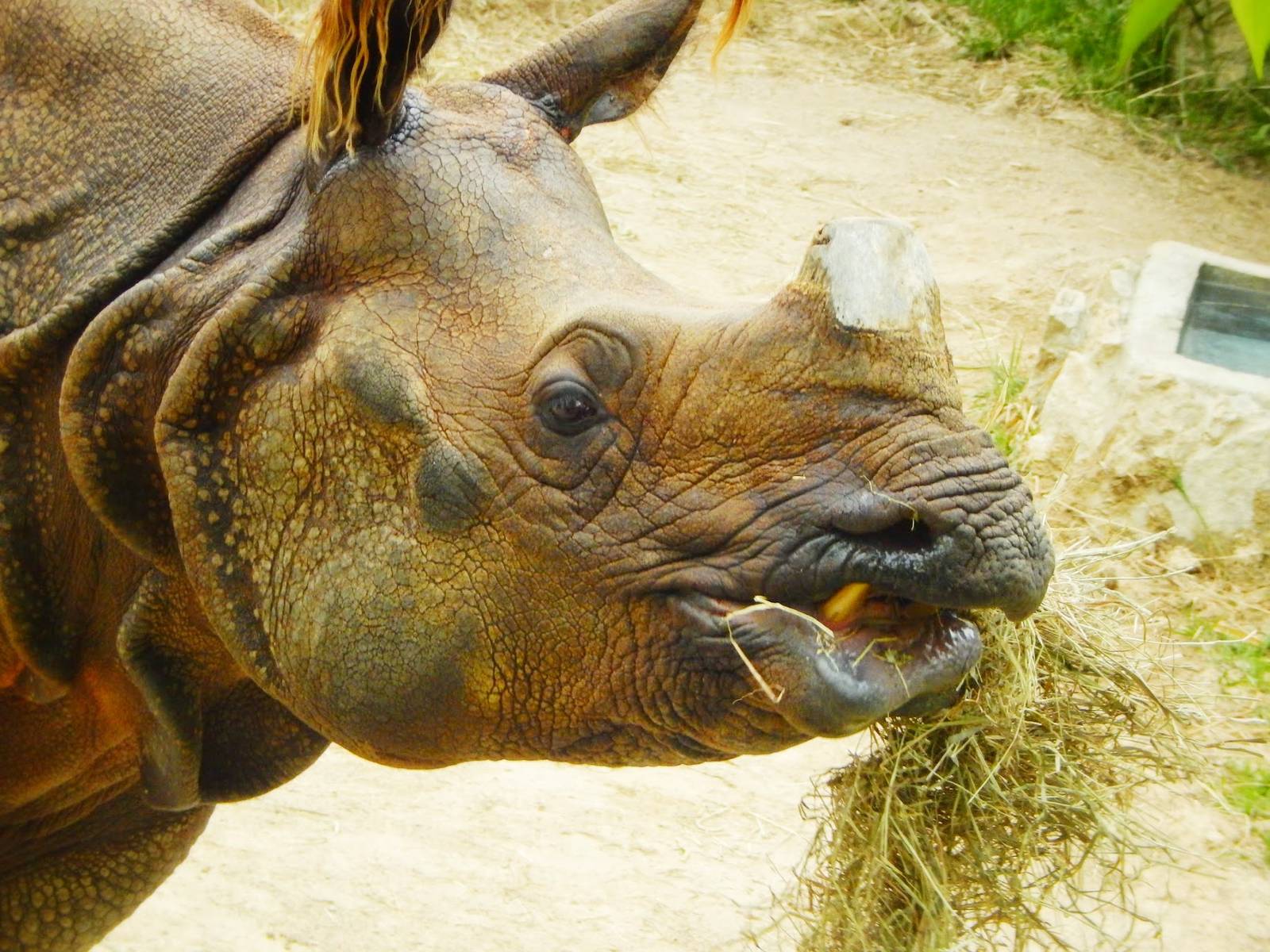 May. 2015 - Rhino Reserve - Manjula (Big News Below)