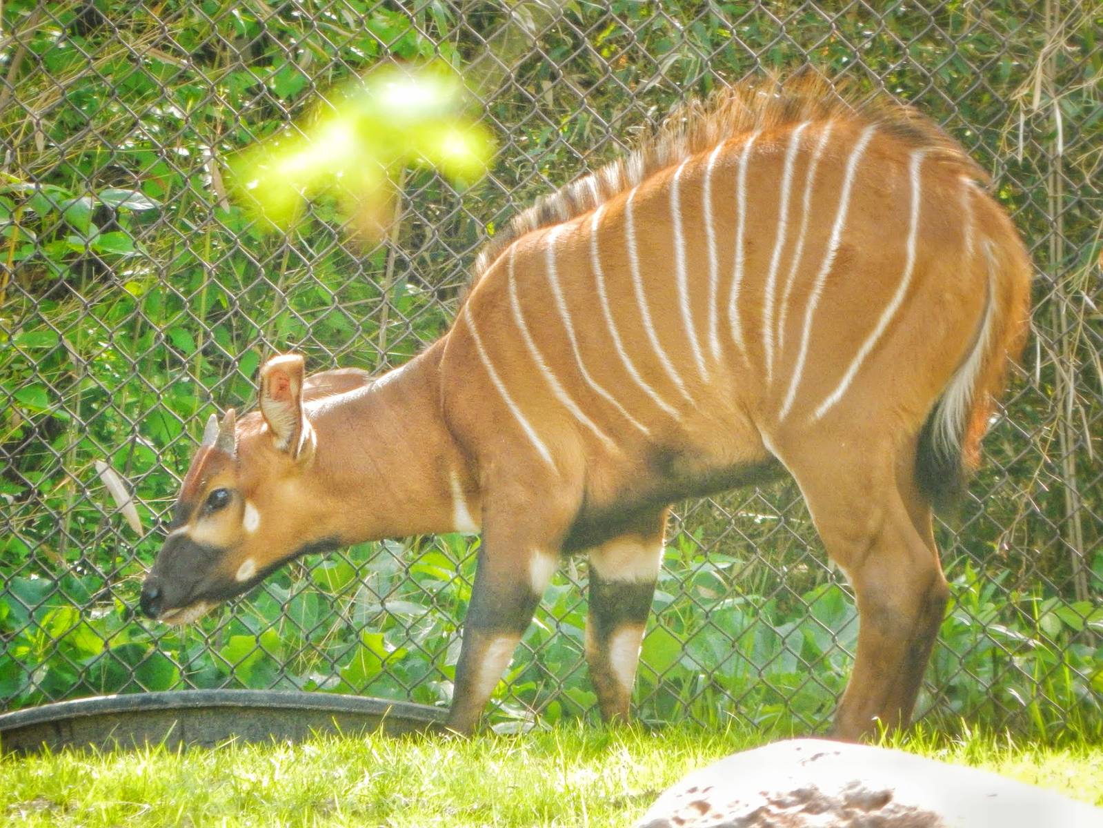 May. 2015 - Rhino Reserve - Sukari - Baby Eastern Bongo