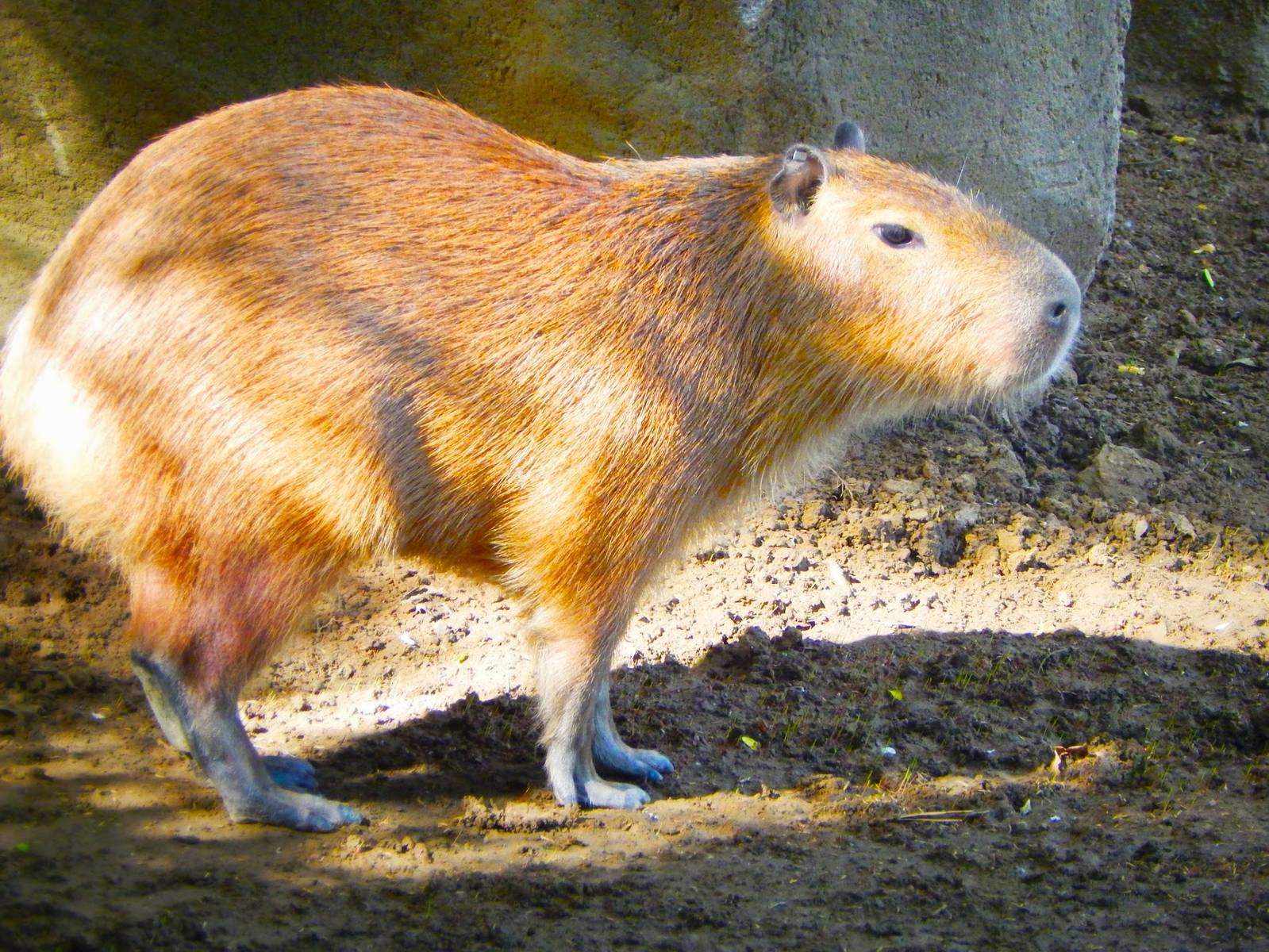 May. 2015 - Wildlife Canyon - Baby Capybara (New Species 2015)
