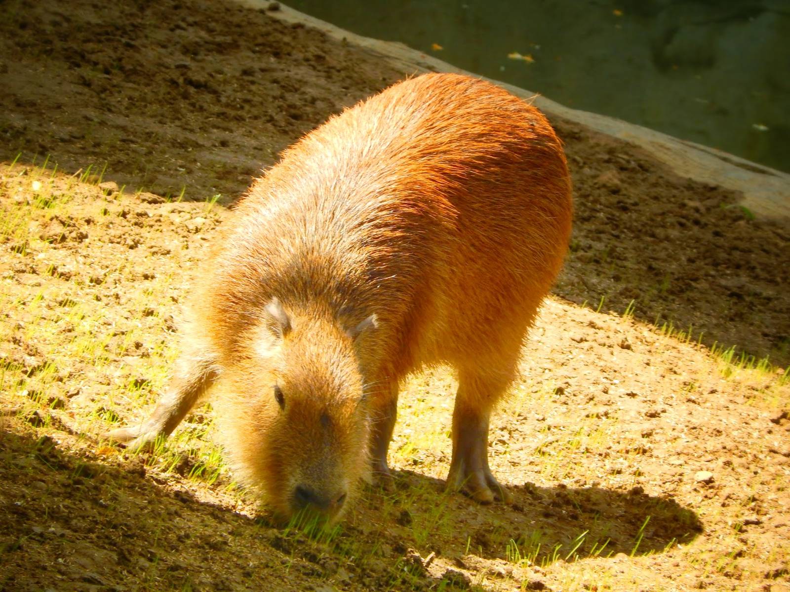 May. 2015 - Wildlife Canyon - Capybara (New Species 2015)