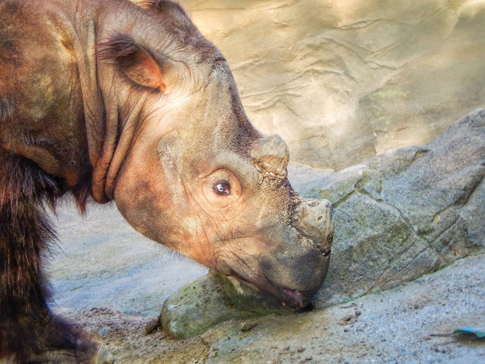 May. 2015 - Wildlife Canyon - Harapan