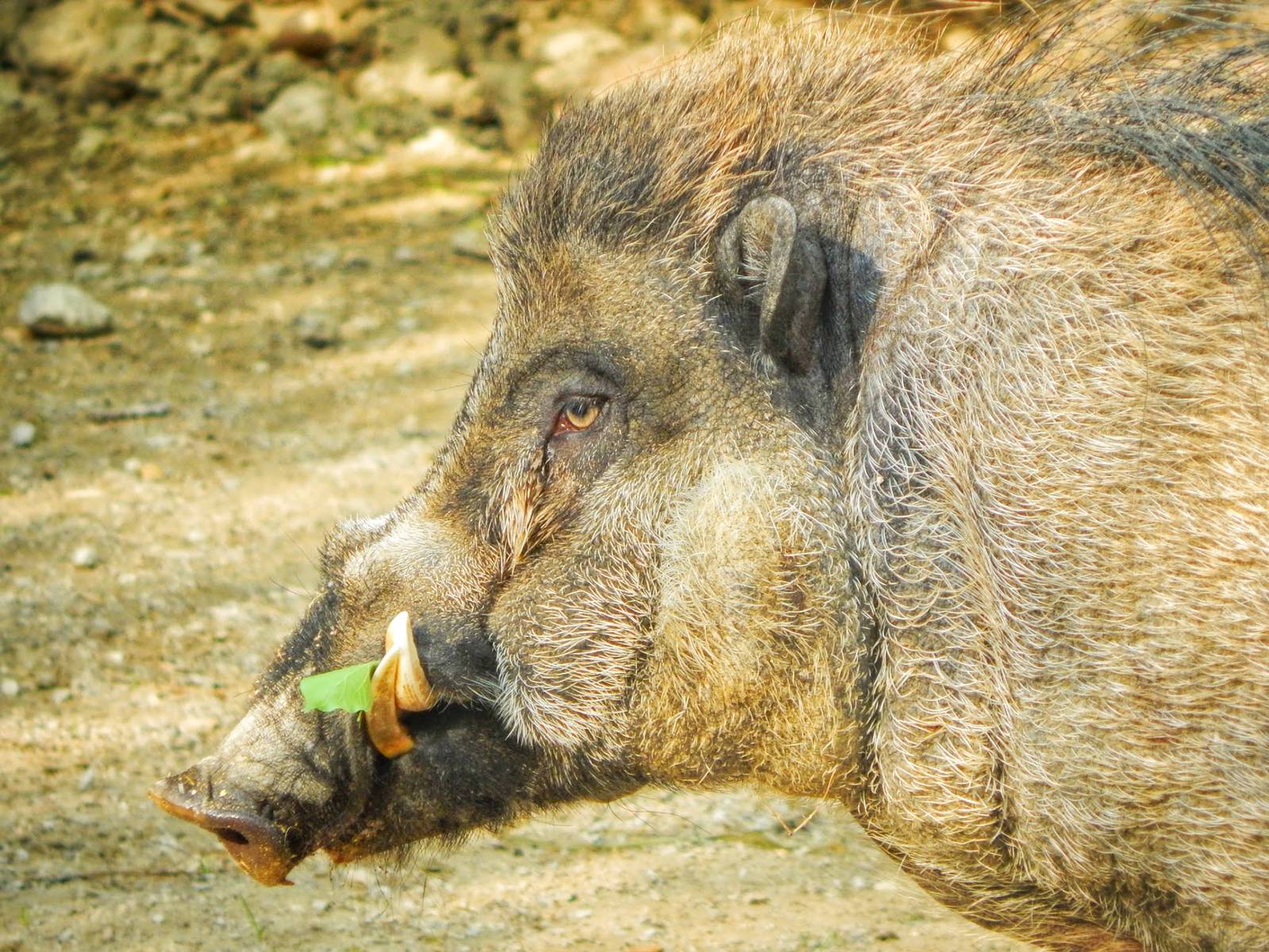 May. 2015 - Wildlife Canyon - Visayan Warty Pig